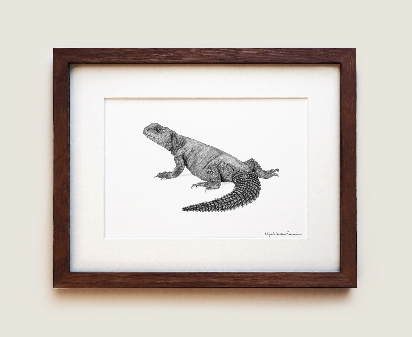 Uromastyx | Framed Art Print