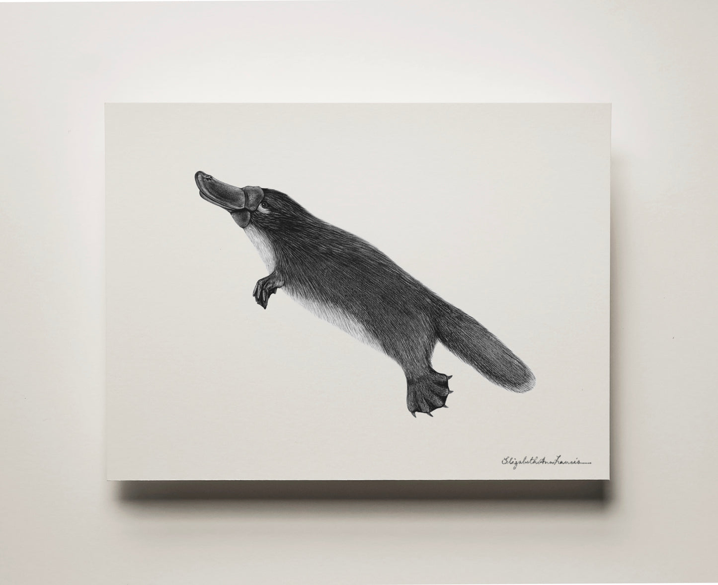 Platypus | Fine Art Print