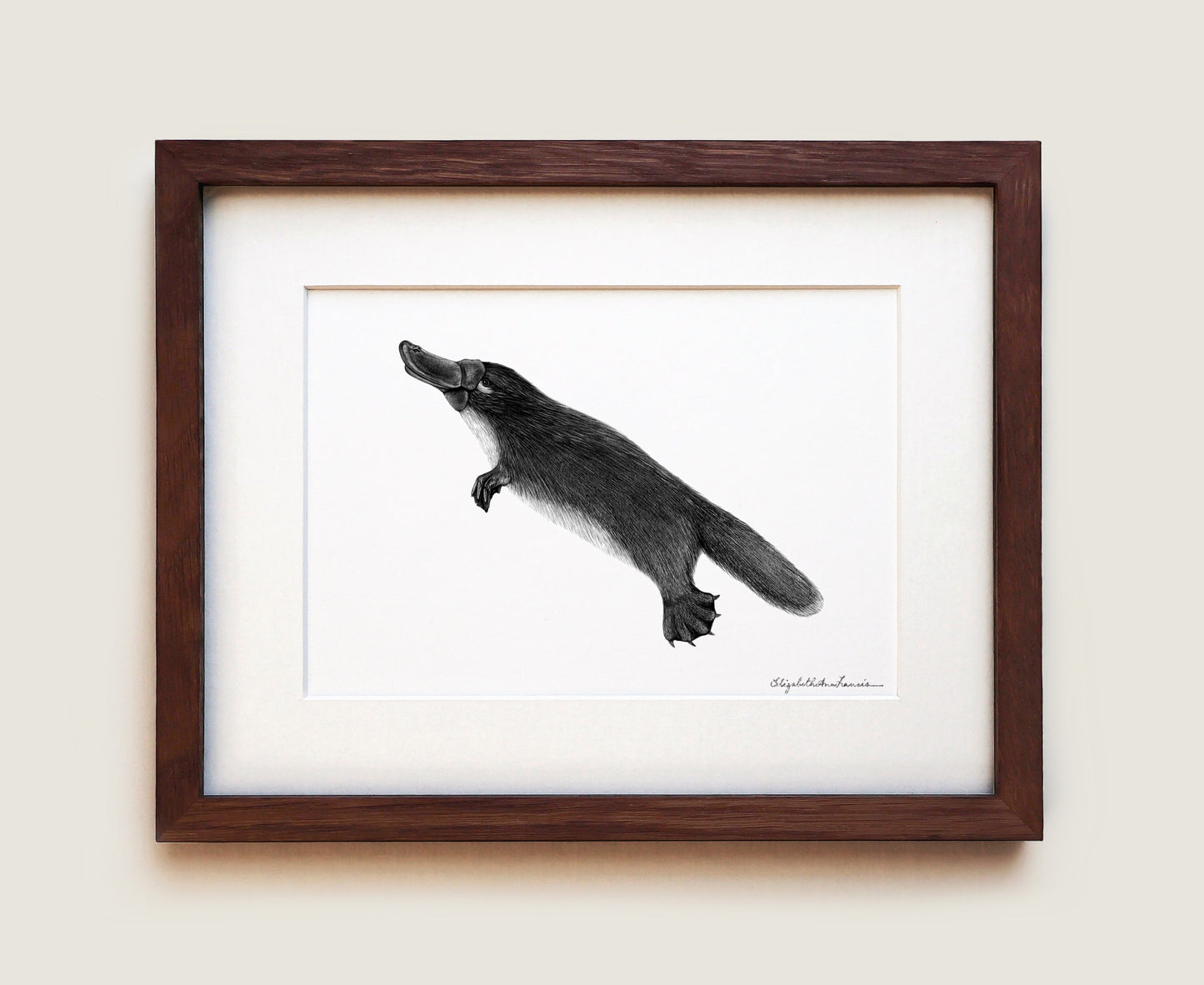 Platypus | Fine Art Print