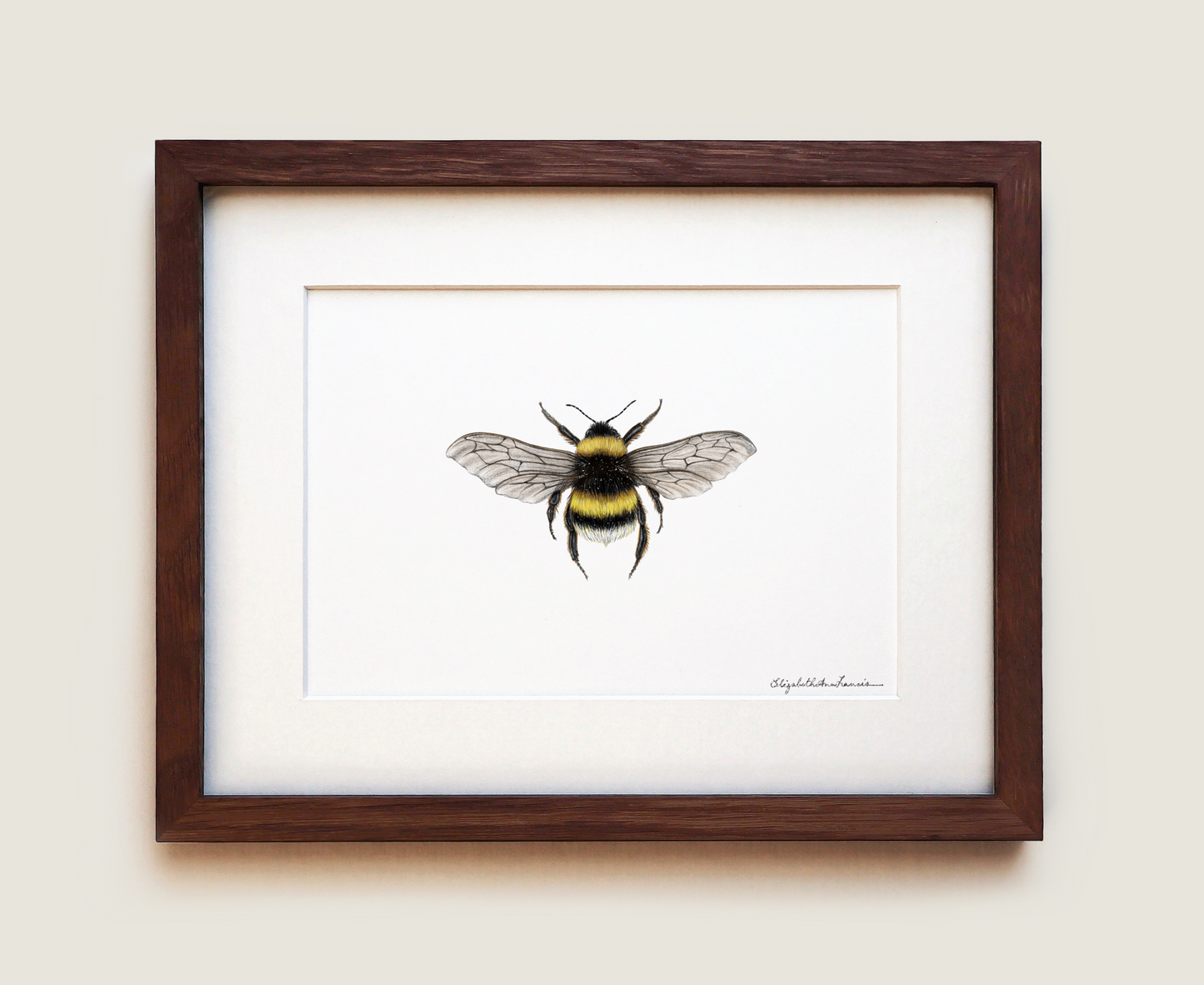 Bumblebee (in colour) | Fine Art Print