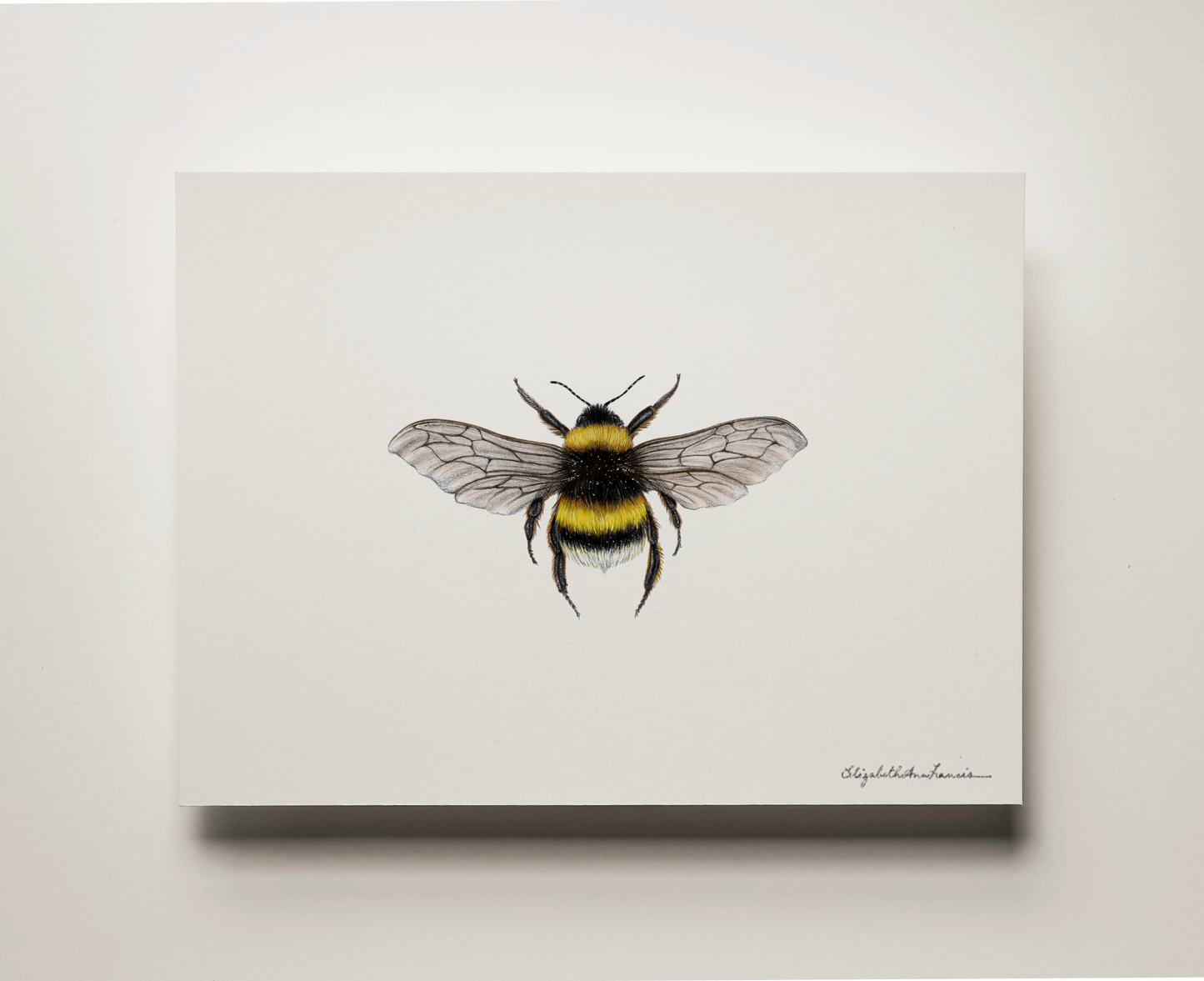 Bumblebee (in colour) | Fine Art Print