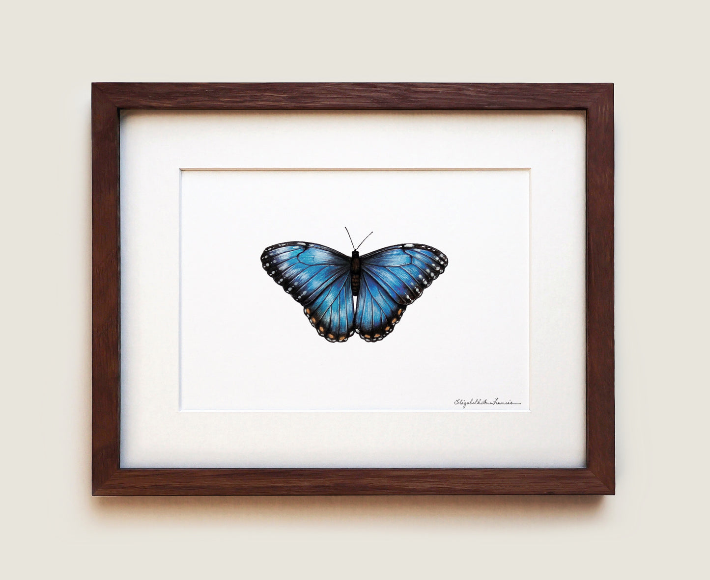 Blue Morpho Butterfly | Fine Art Print