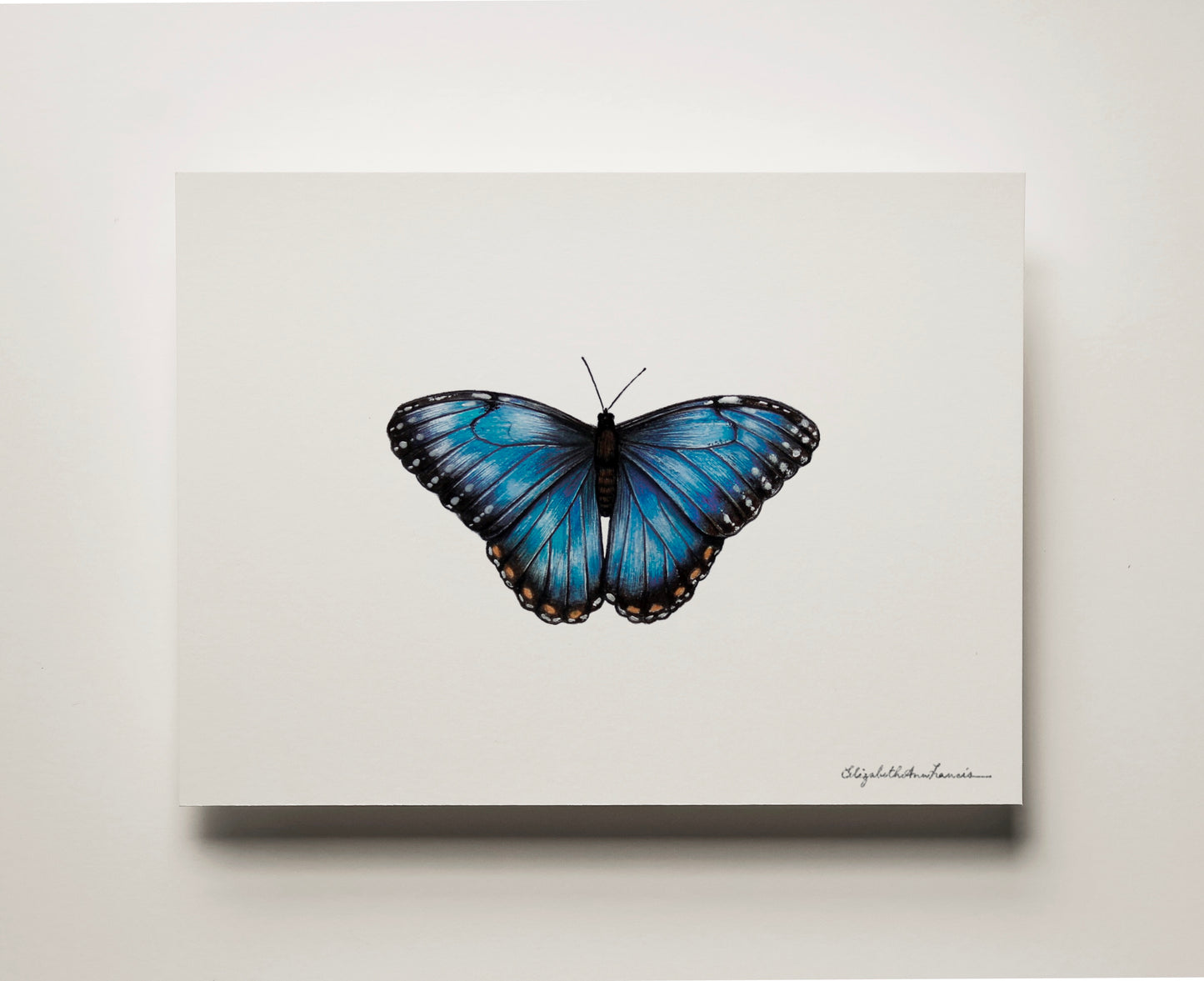 Blue Morpho Butterfly | Fine Art Print