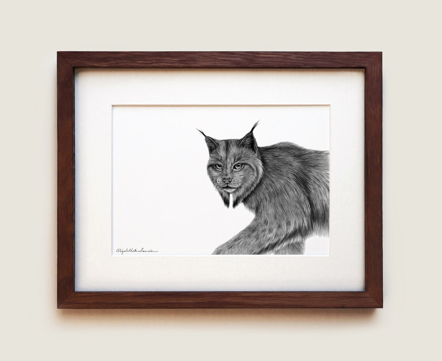 Canada Lynx | Fine Art Print