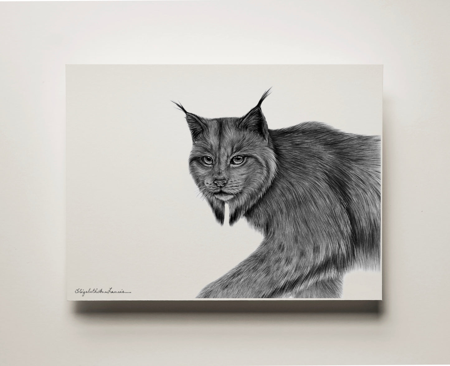 Canada Lynx | Fine Art Print