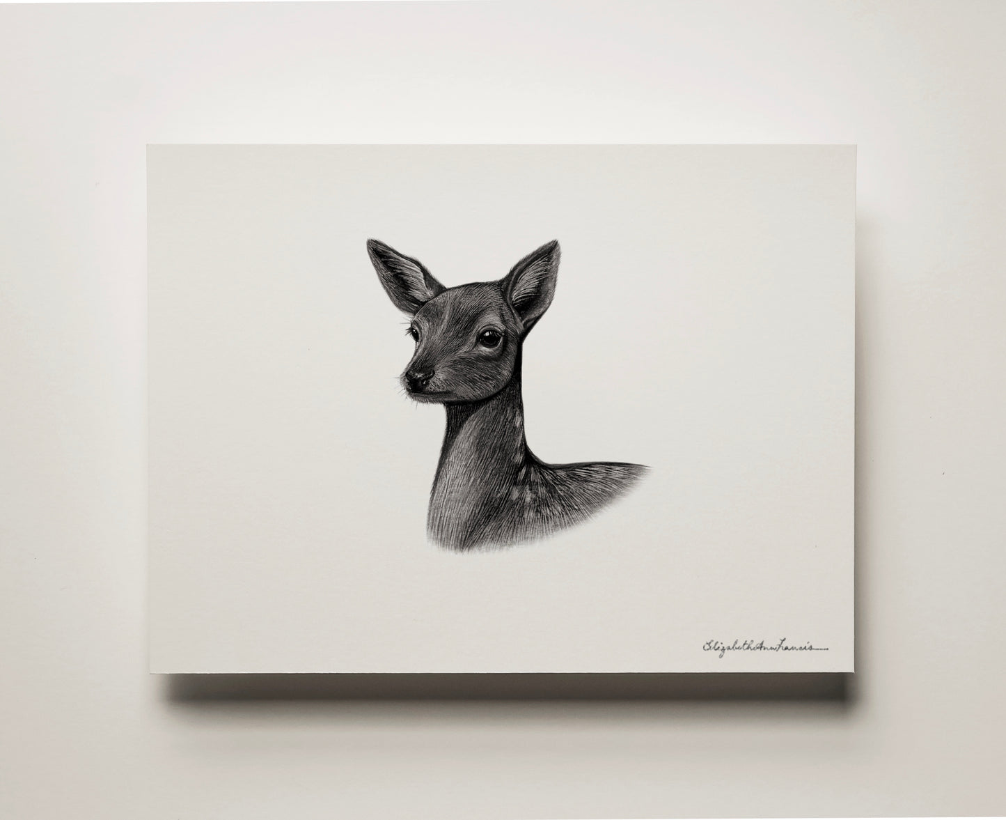 White-tailed Deer Fawn | Fine Art Print