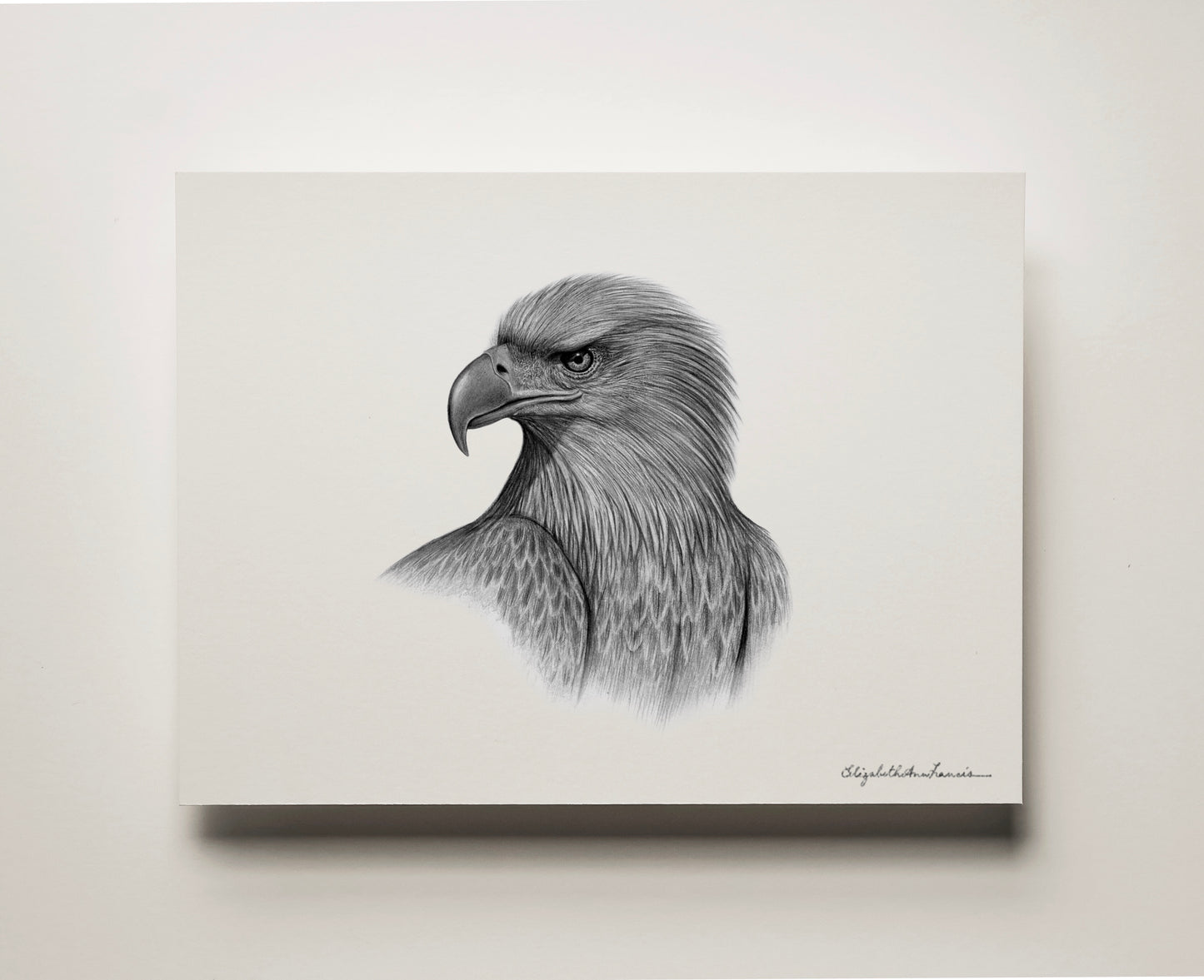 White-tailed Eagle | Fine Art Print