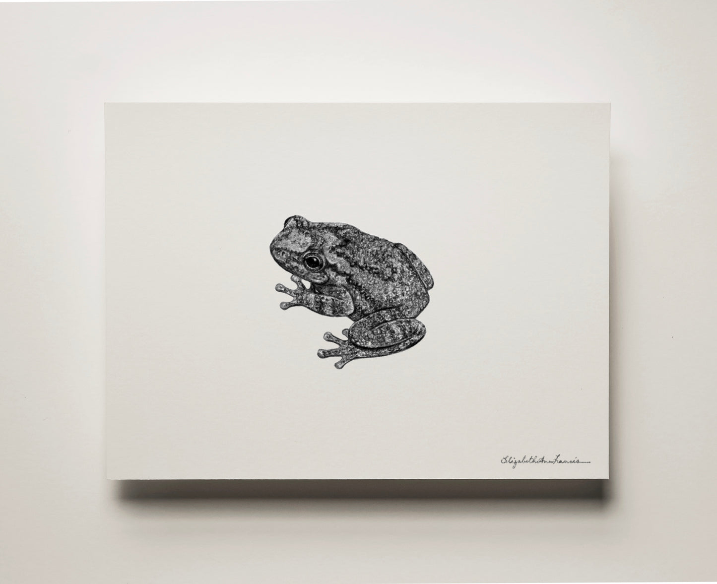 Gray Treefrog | Fine Art Print