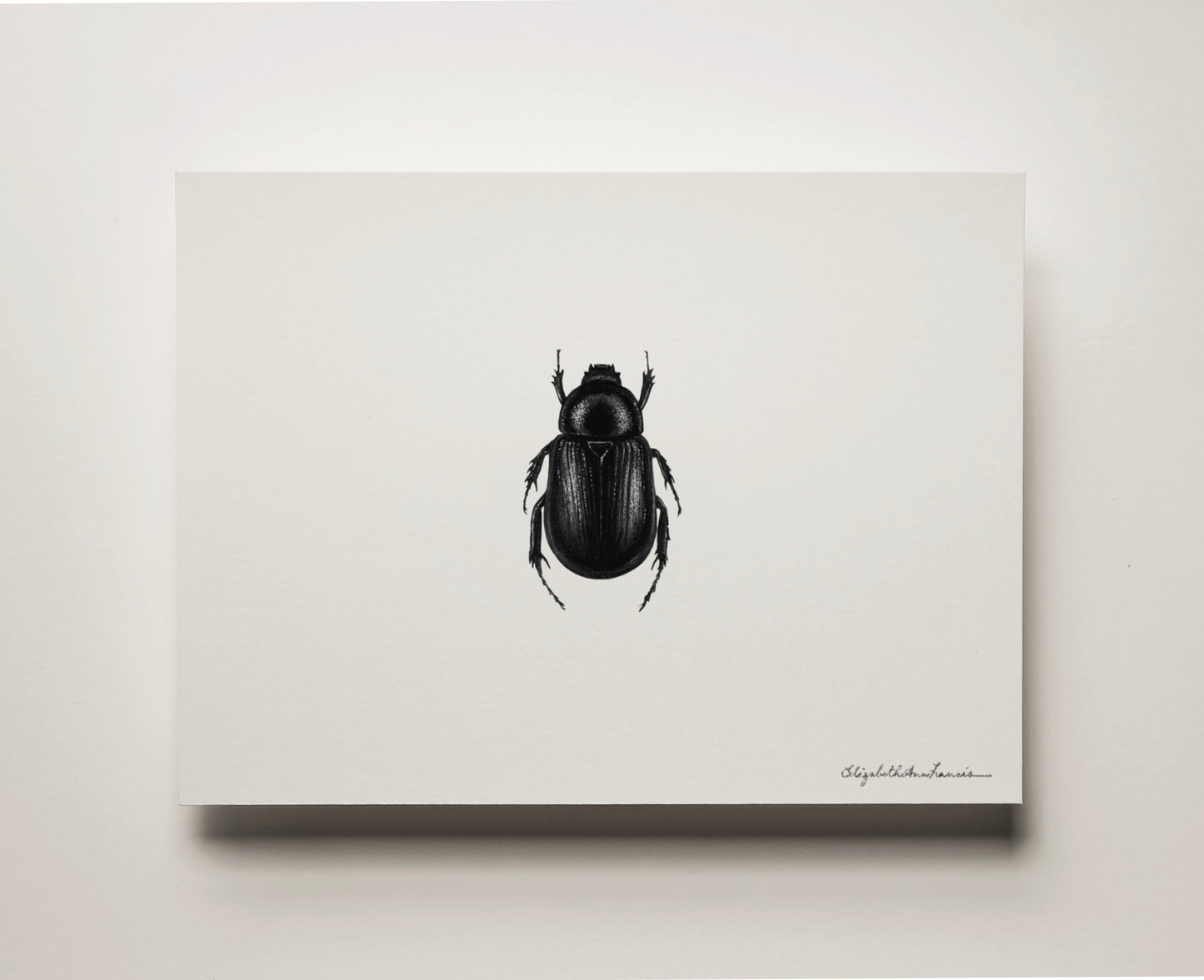 Beetle | Fine Art Print