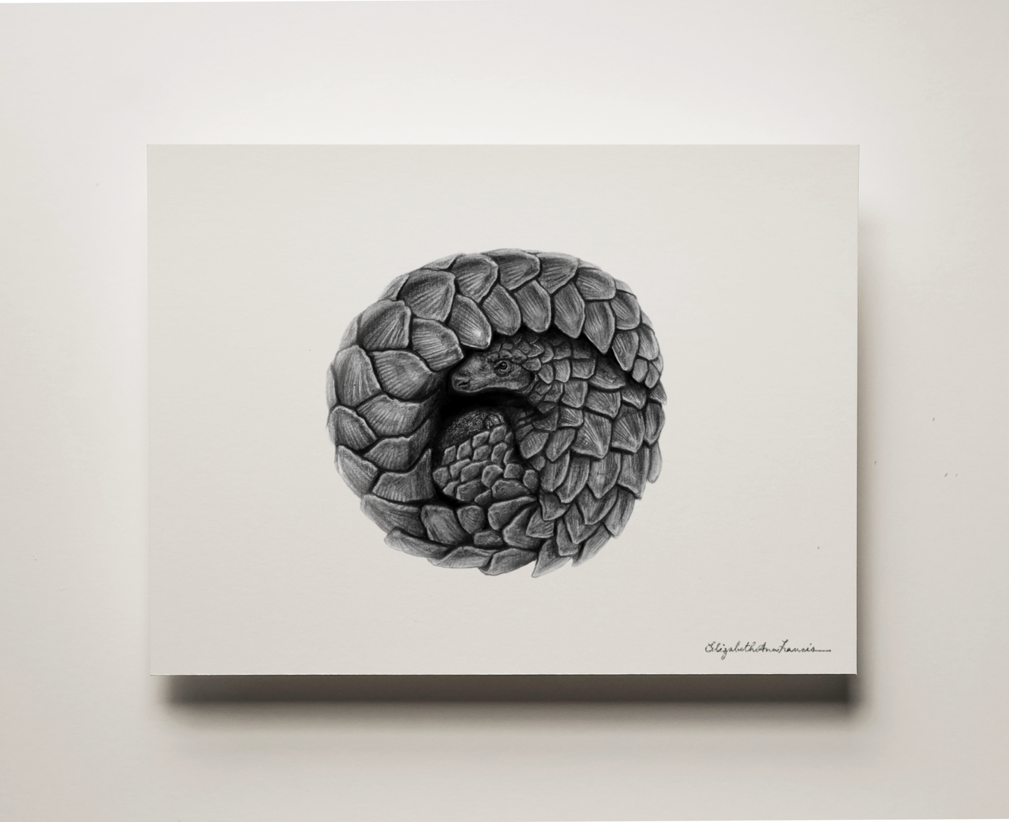 Pangolin | Fine Art Print
