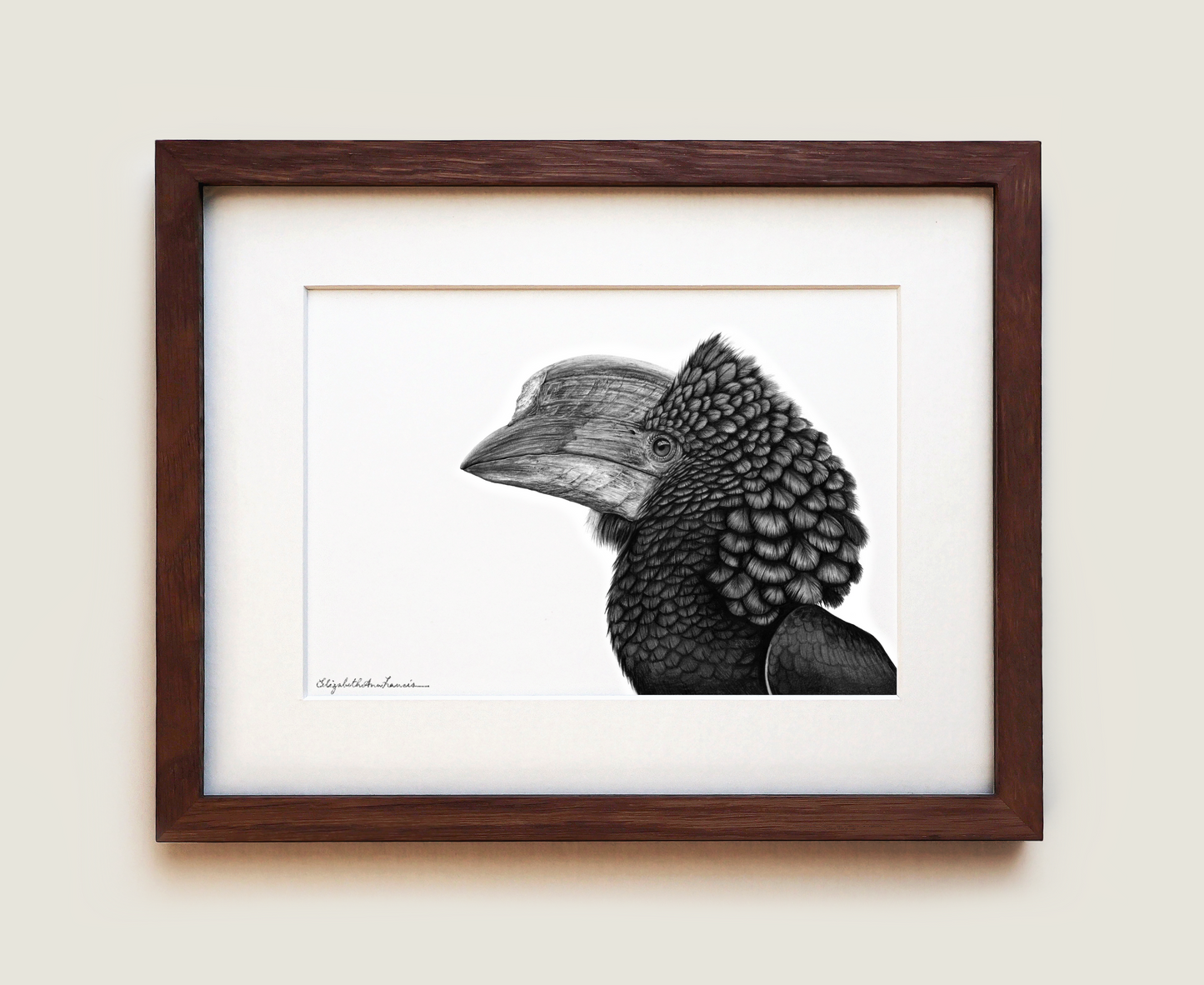 Silvery-Cheeked Hornbill | Fine Art Print