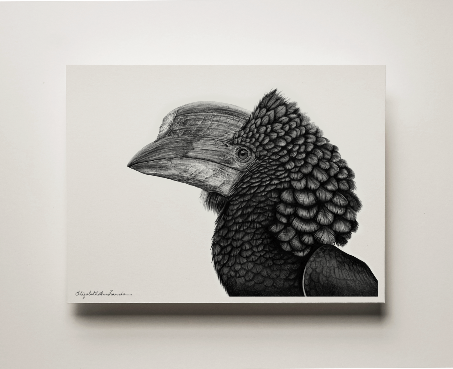 Silvery-Cheeked Hornbill | Fine Art Print