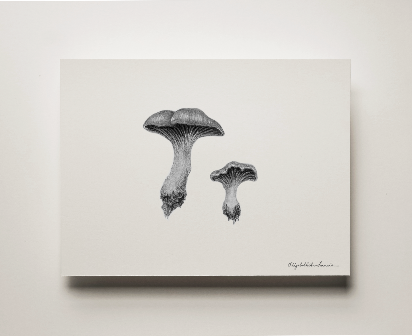 Chanterelle Mushrooms | Fine Art Print