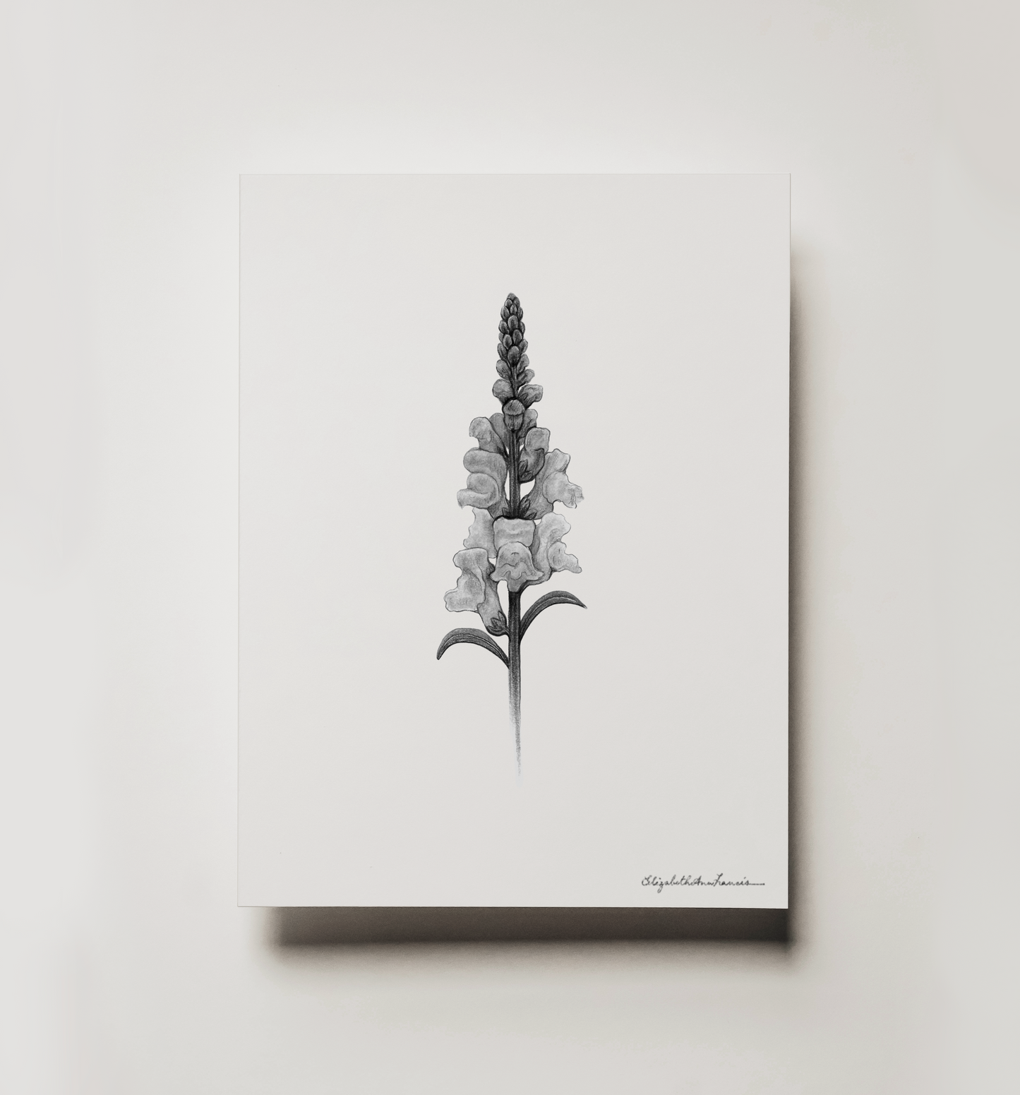 Snapdragon | Fine Art Print