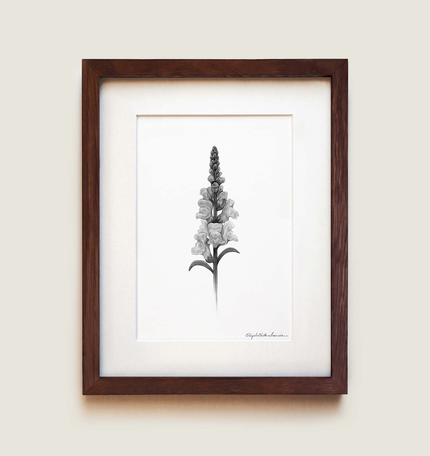 Snapdragon | Fine Art Print