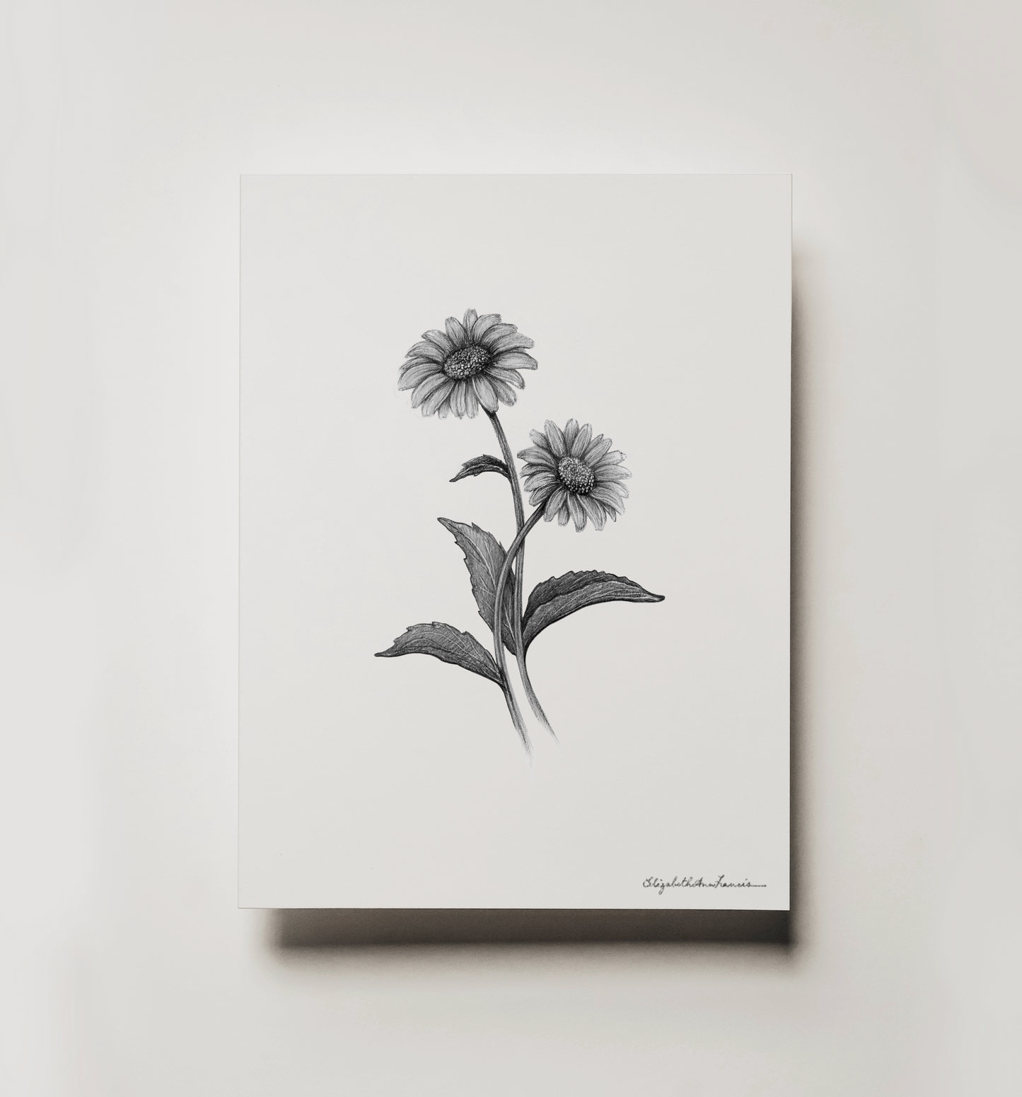 Daisy Flowers | Fine Art Print