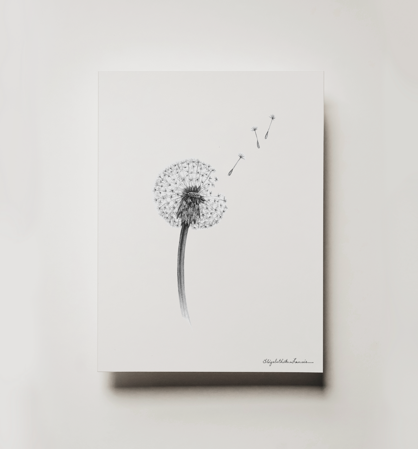 Dandelion | Fine Art Print