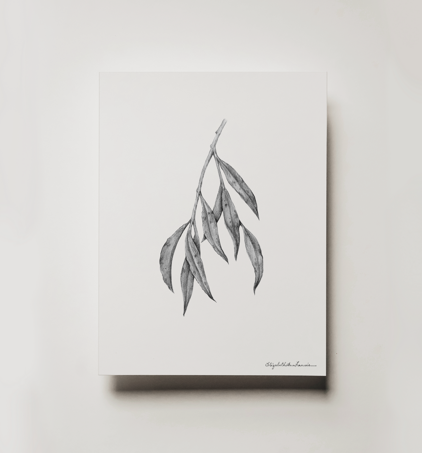 Weeping Willow Leaves | Fine Art Print