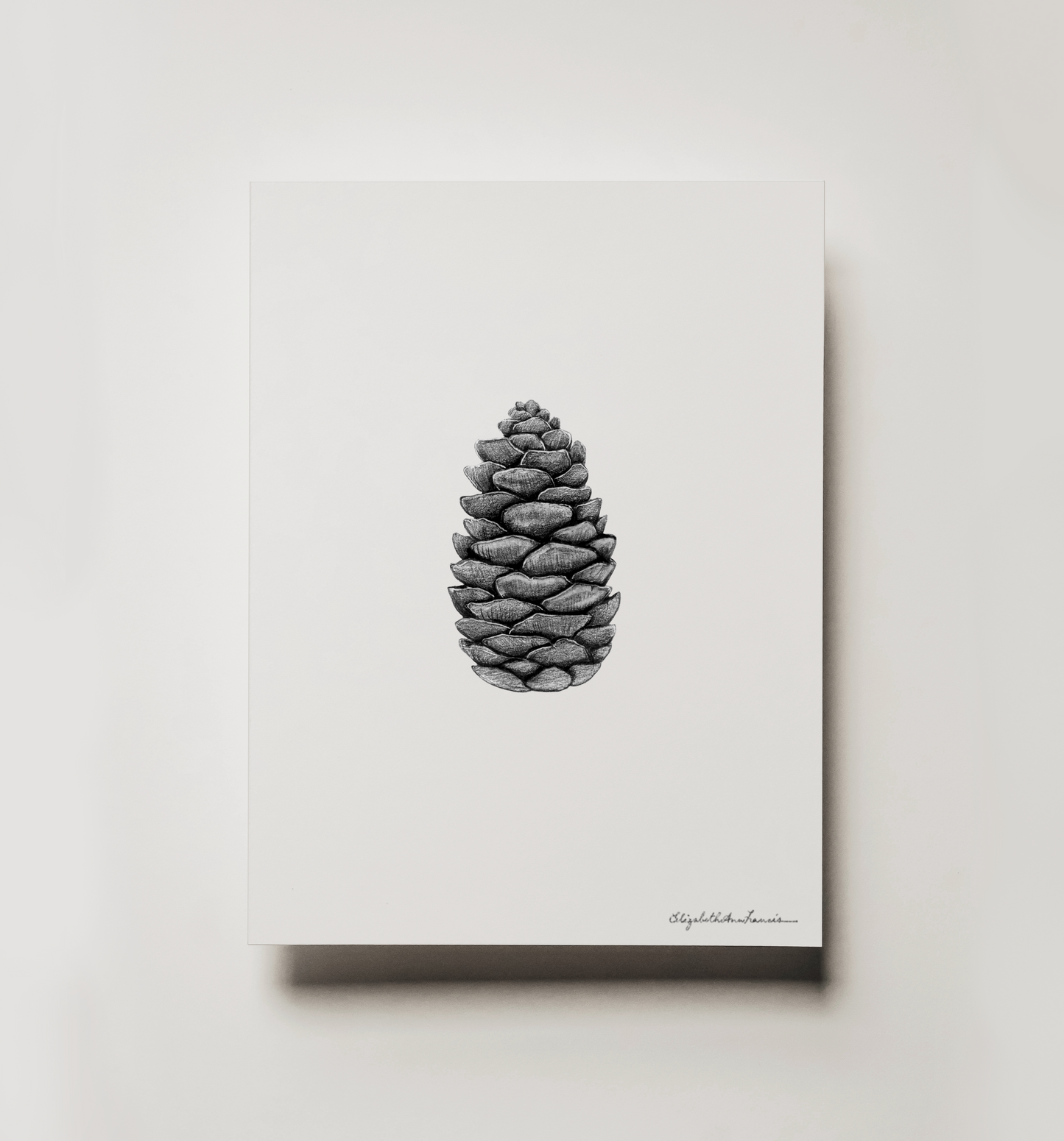 White Spruce Cone | Fine Art Print