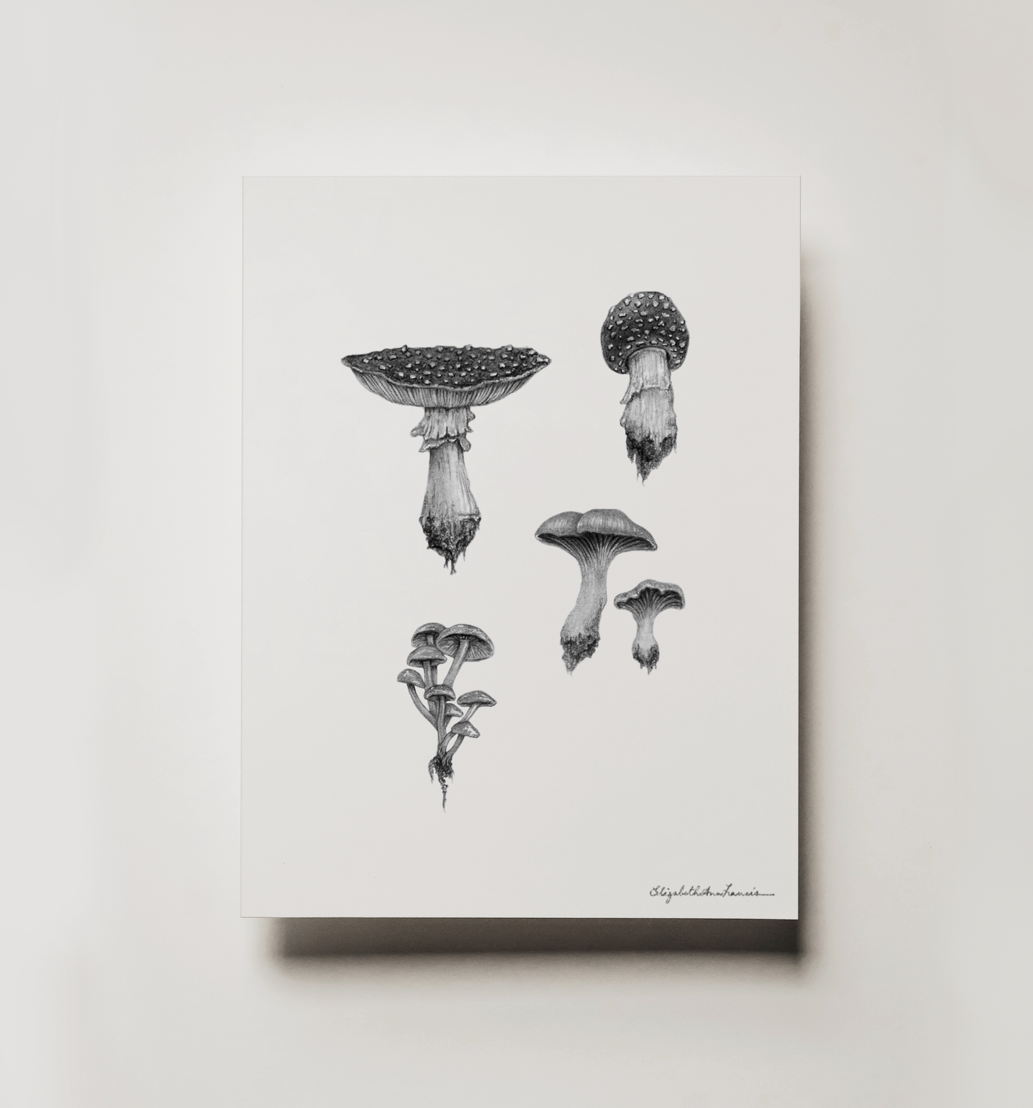 Woodland Mushrooms | Fine Art Print