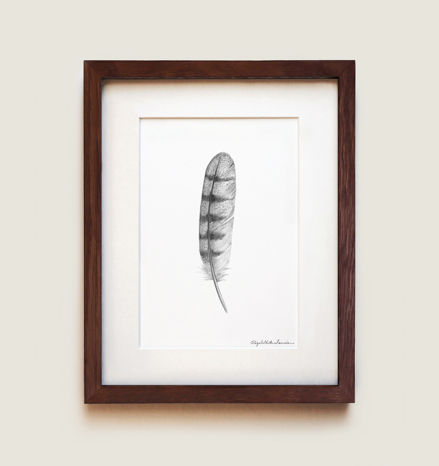 Barn Owl Feather | Fine Art Print