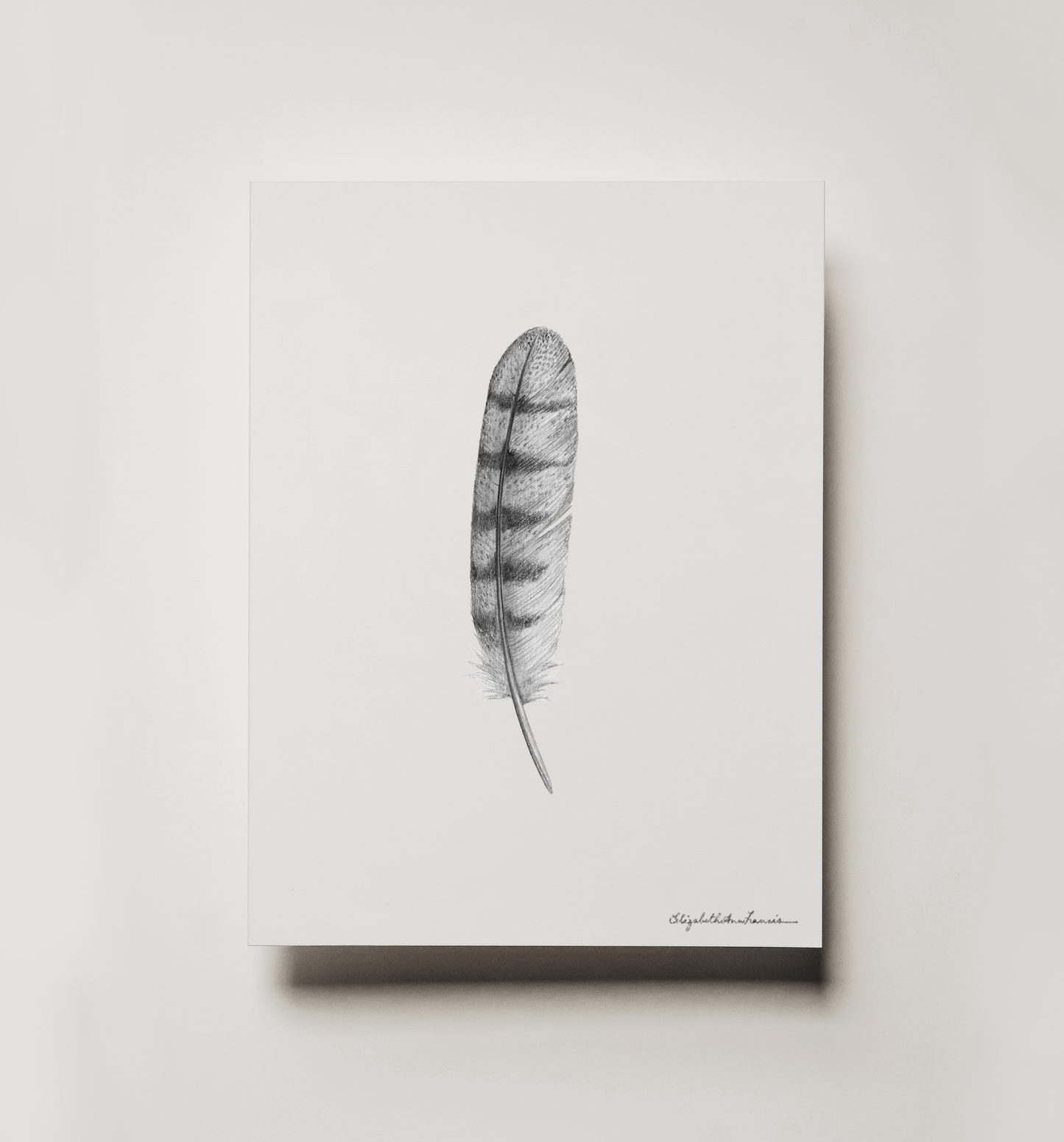 Barn Owl Feather | Fine Art Print