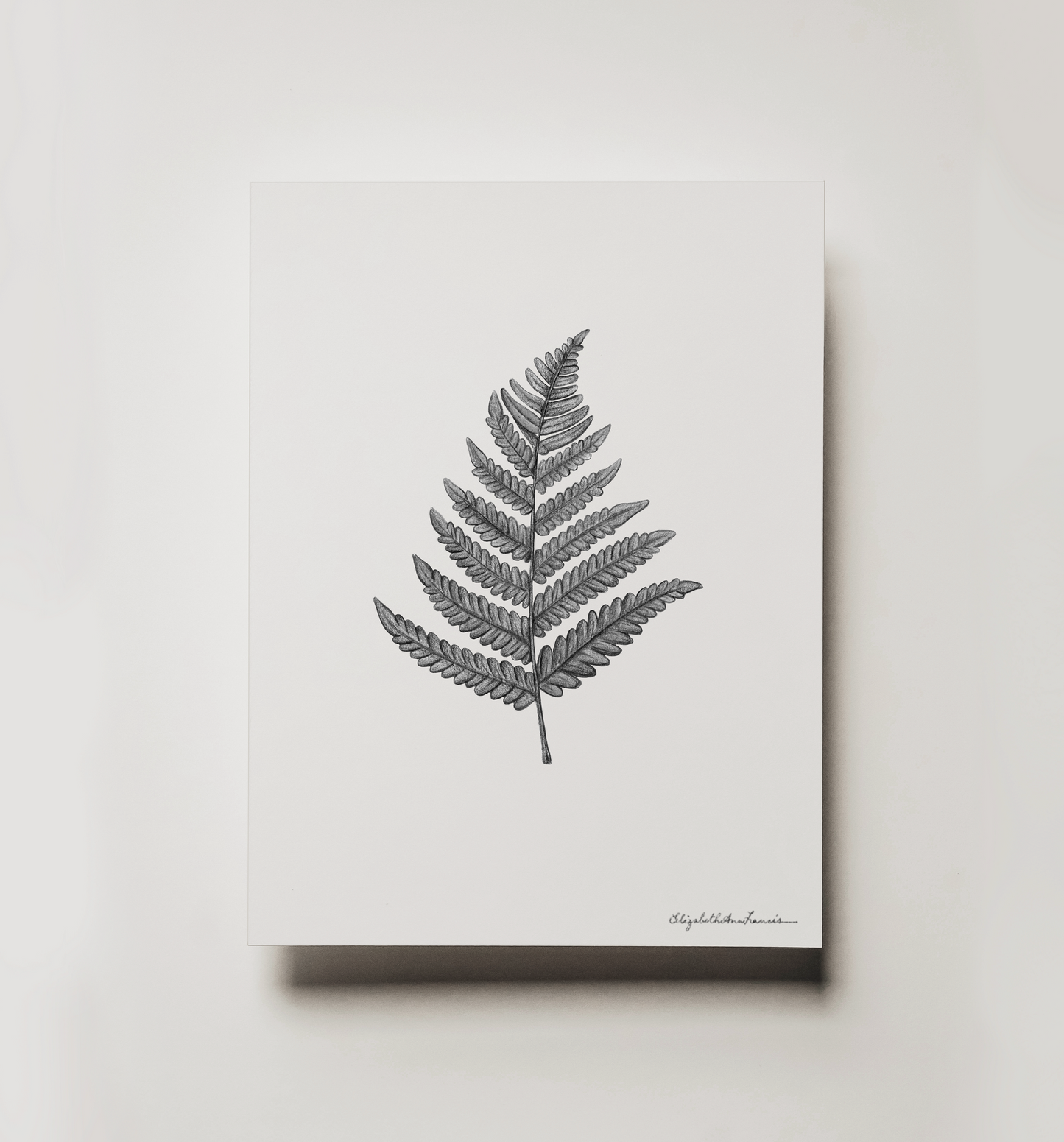 Eastern Bracken Fern | Fine Art Print