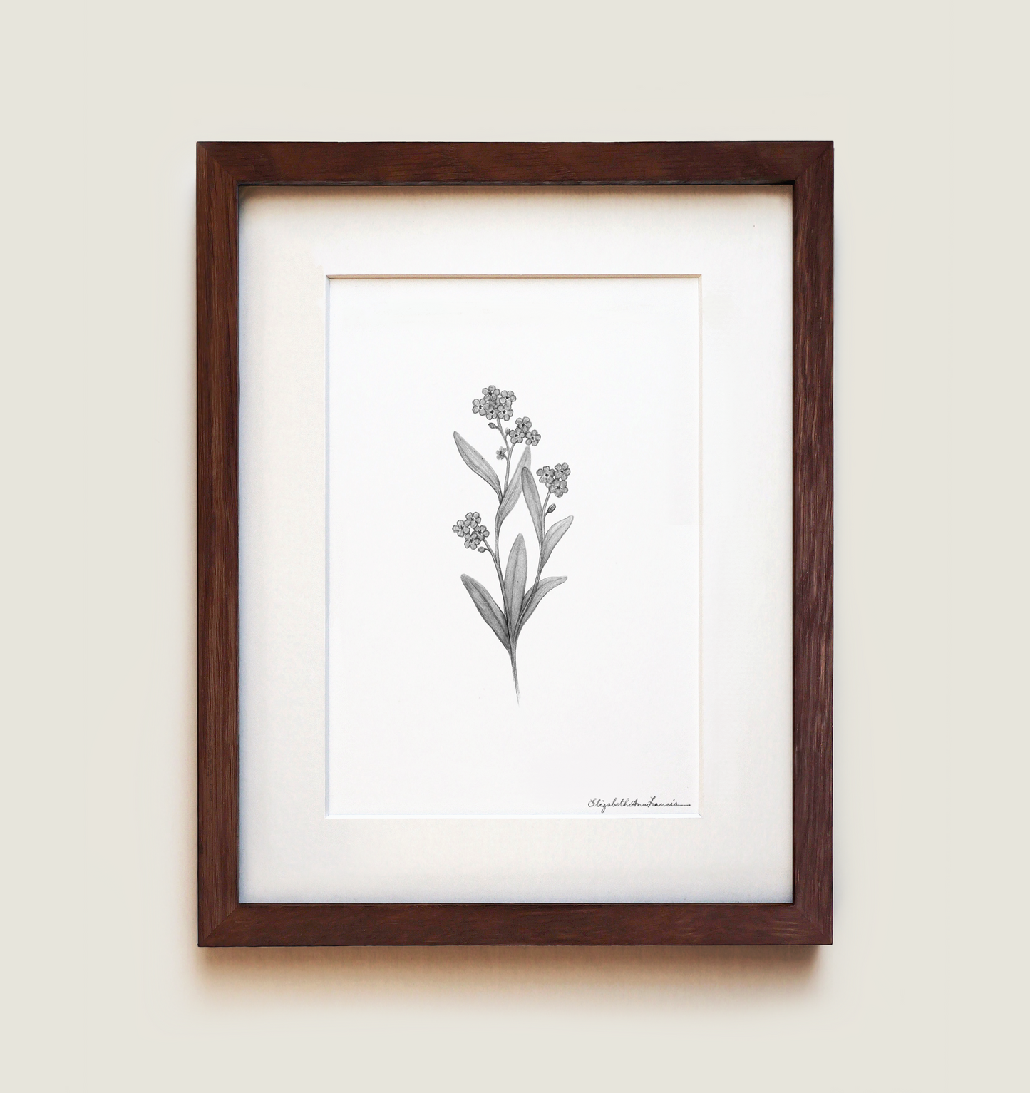 Forget-me-not Flowers | Fine Art Print