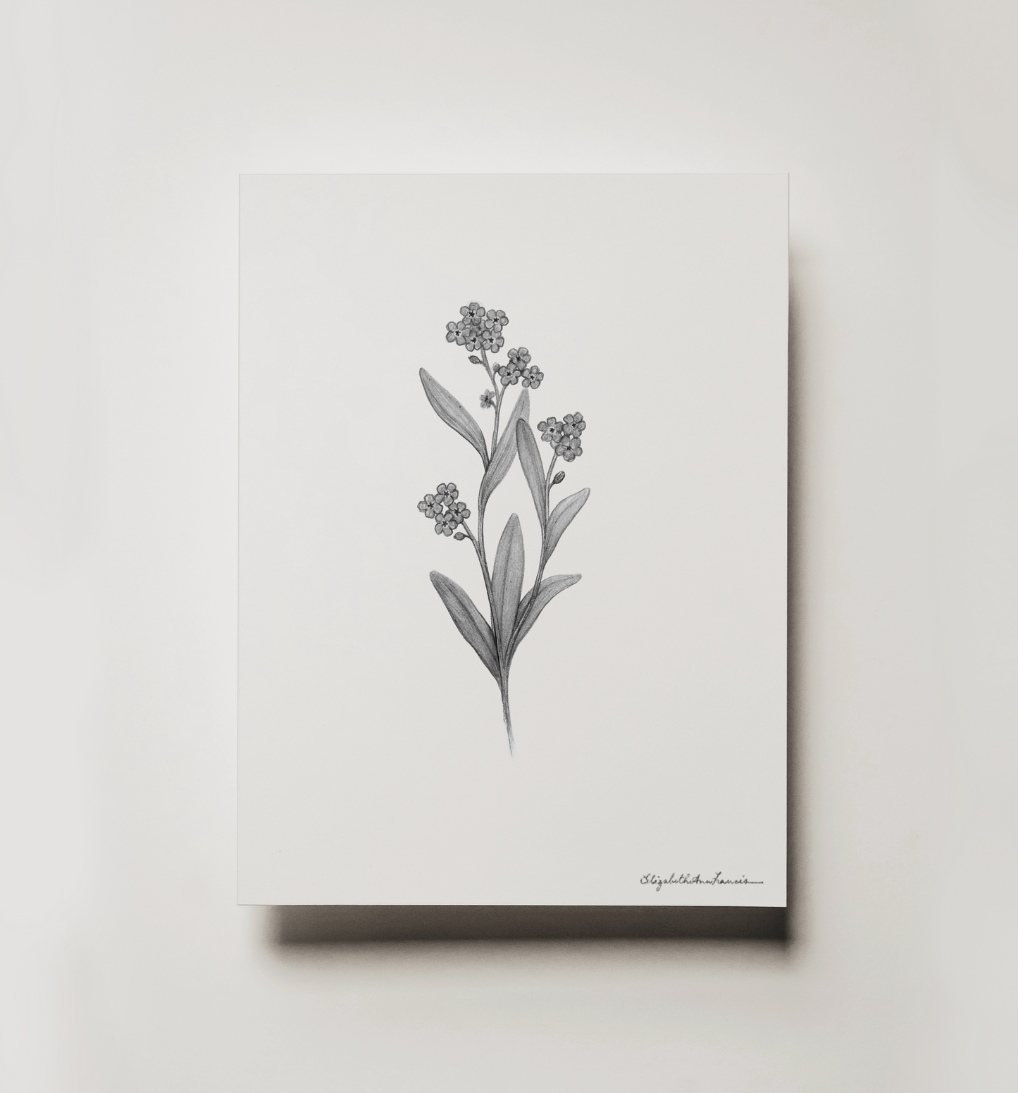 Forget-me-not Flowers | Fine Art Print