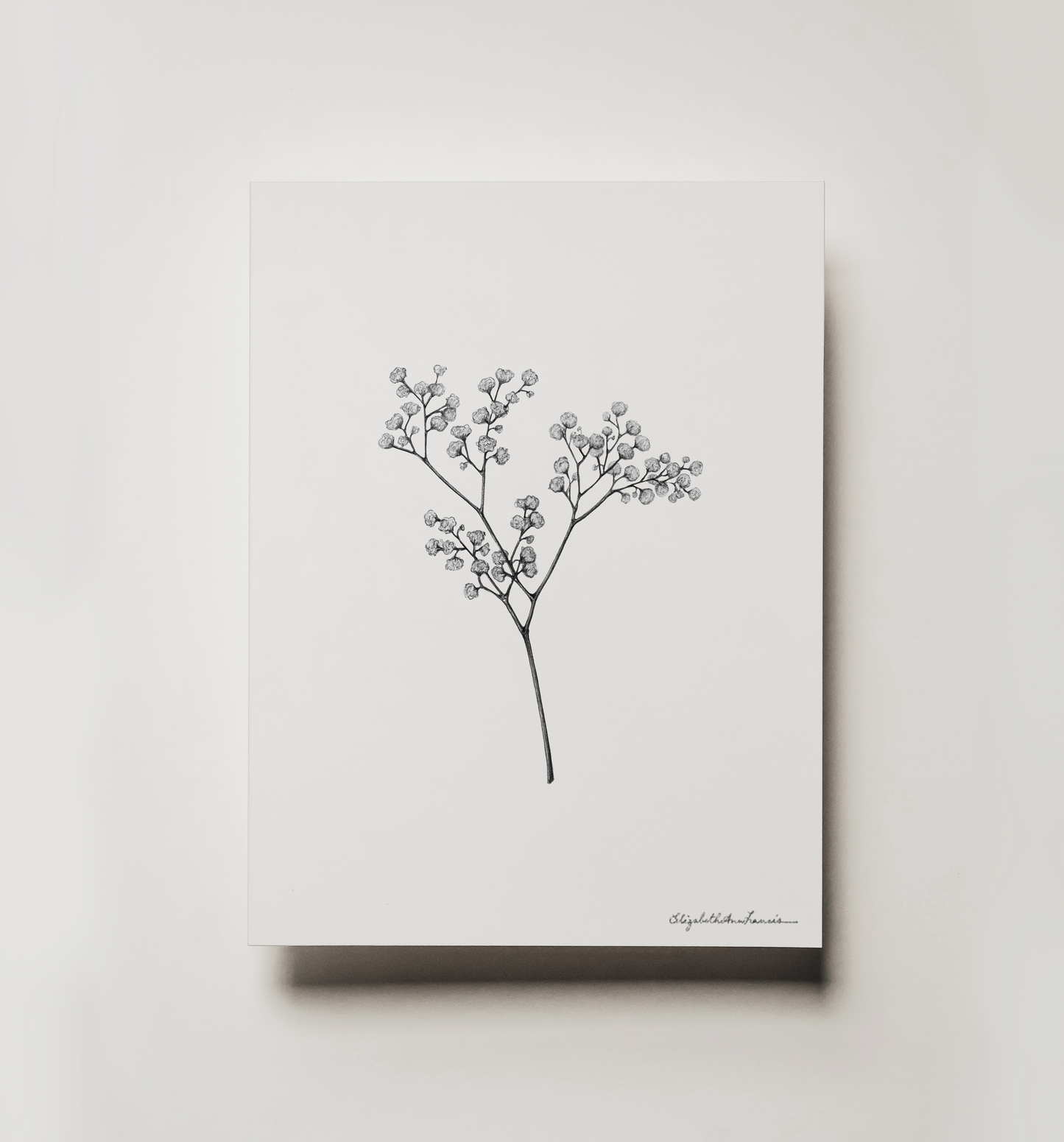 Baby's Breath | Fine Art Print