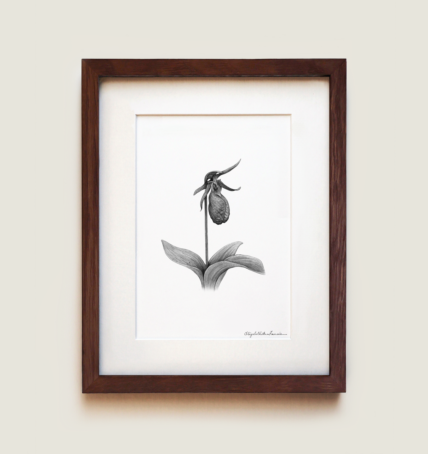 Pink Lady's Slipper Orchid | Fine Art Print