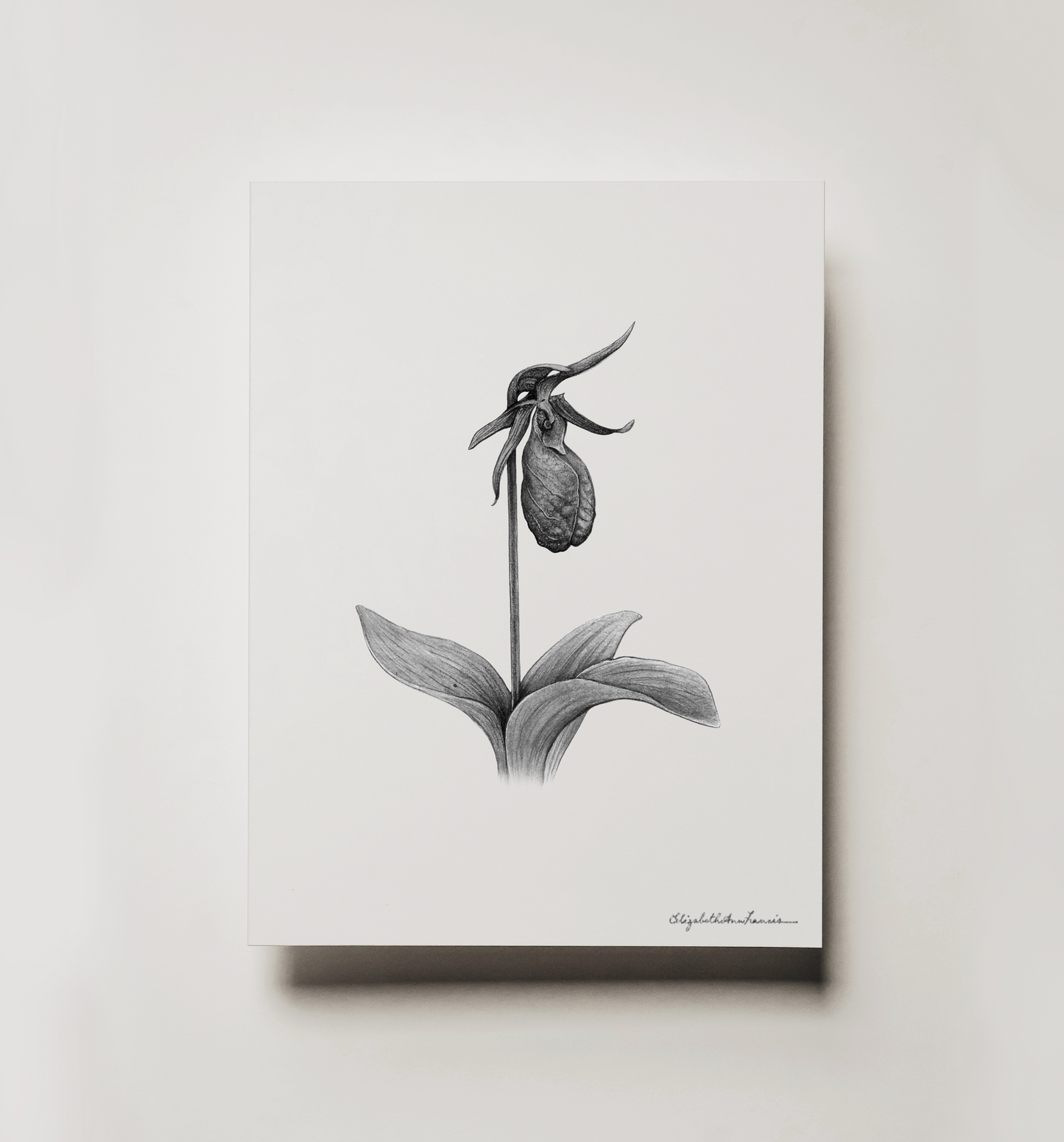 Pink Lady's Slipper Orchid | Fine Art Print