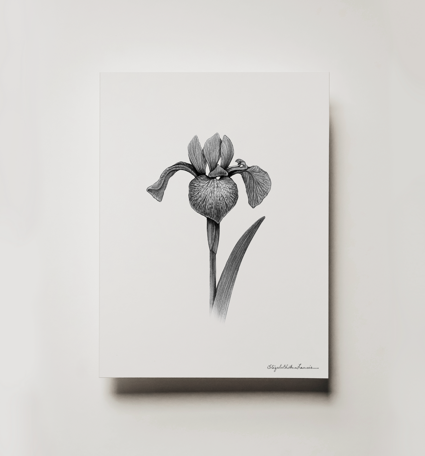 Northern Blue Flag Iris | Fine Art Print