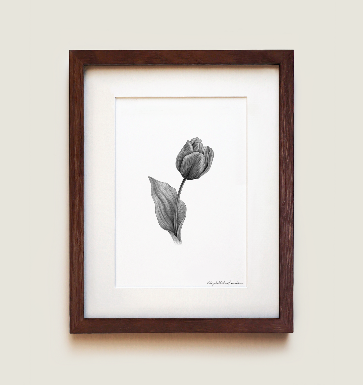 Tulip | Fine Art Print