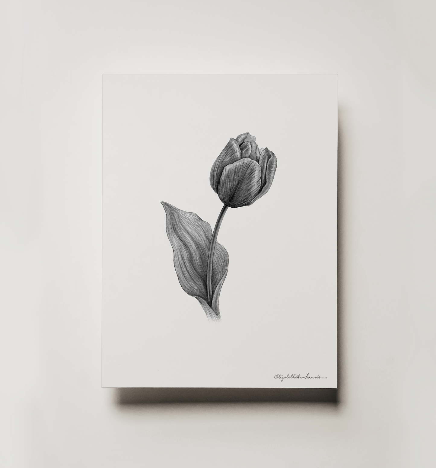 Tulip | Fine Art Print