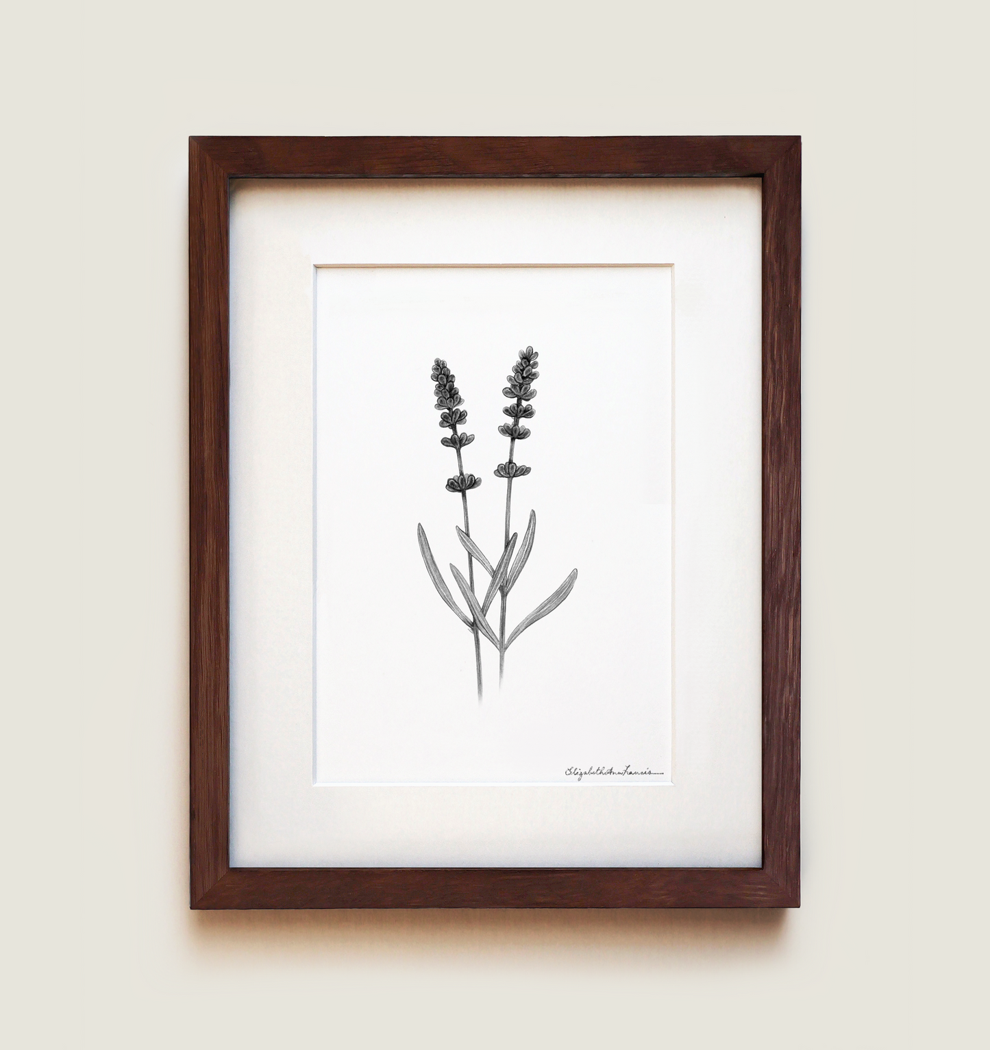 Lavender | Fine Art Print