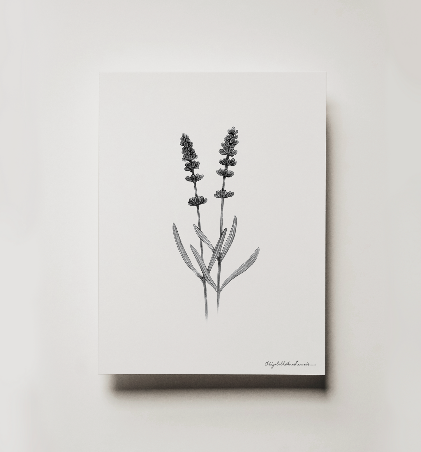 Lavender | Fine Art Print
