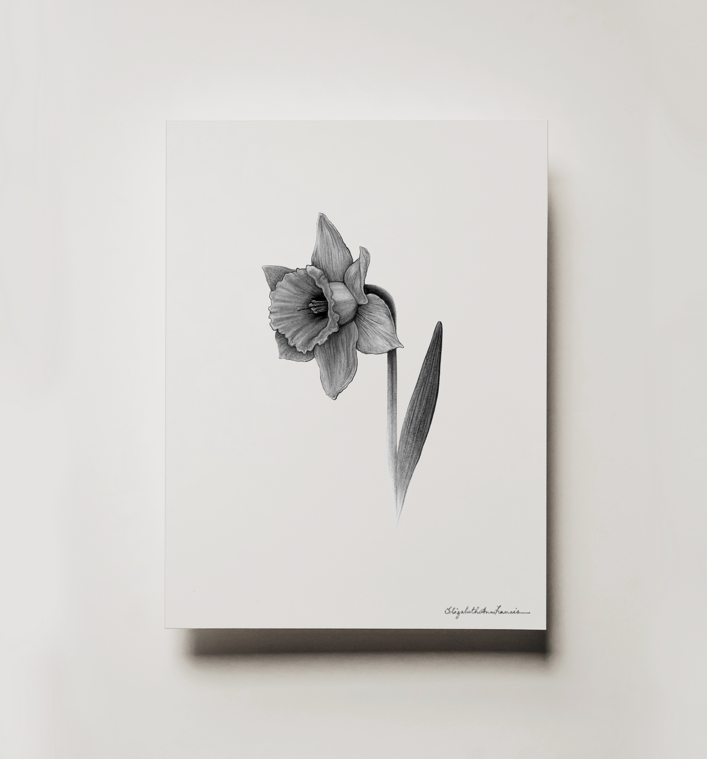 Daffodil | Fine Art Print