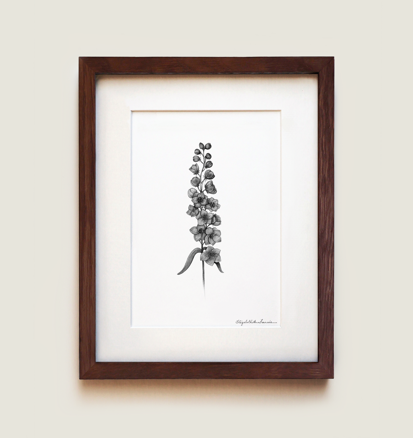 Delphinium | Fine Art Print