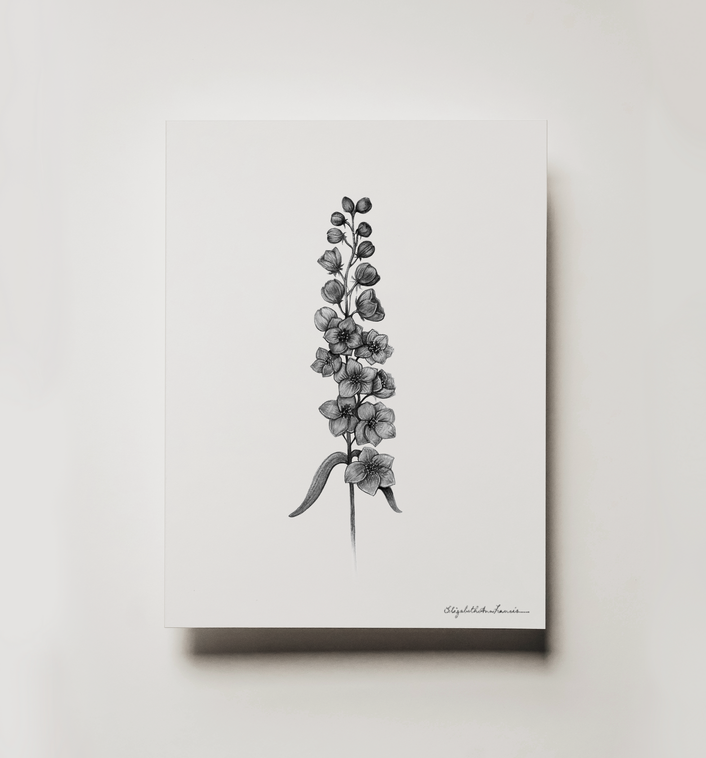 Delphinium | Fine Art Print