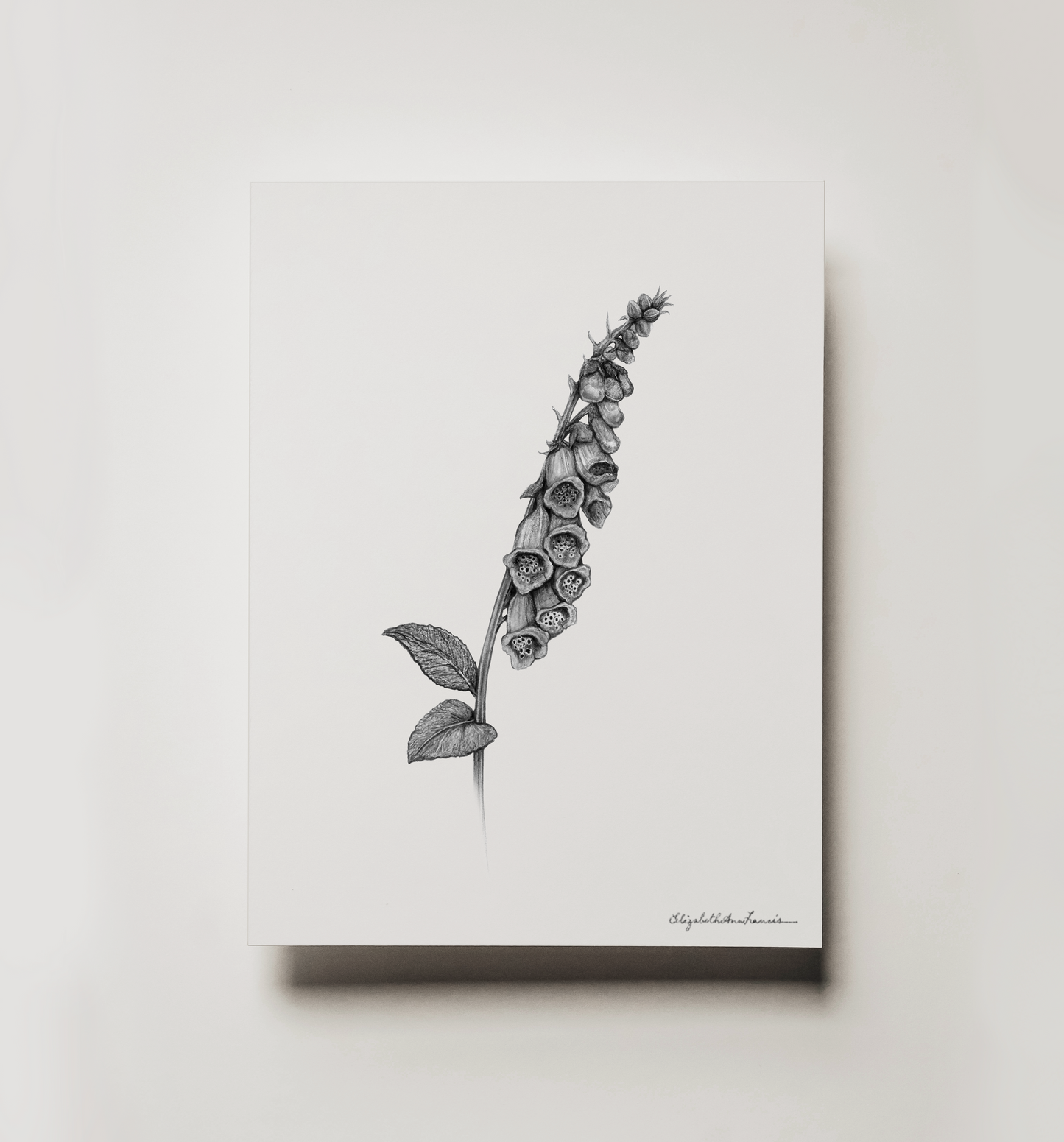 Foxglove Flowers | Fine Art Print