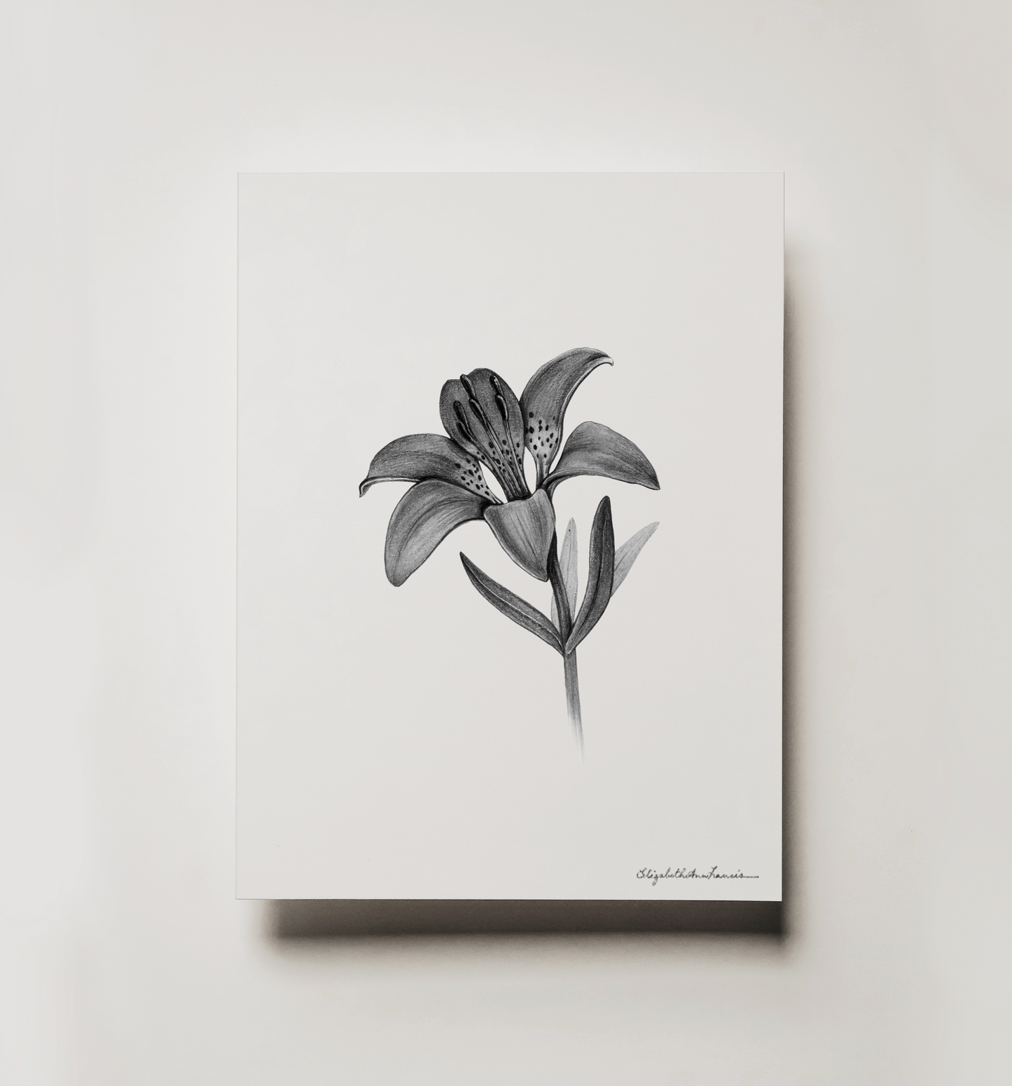 Western Red Lily | Fine Art Print