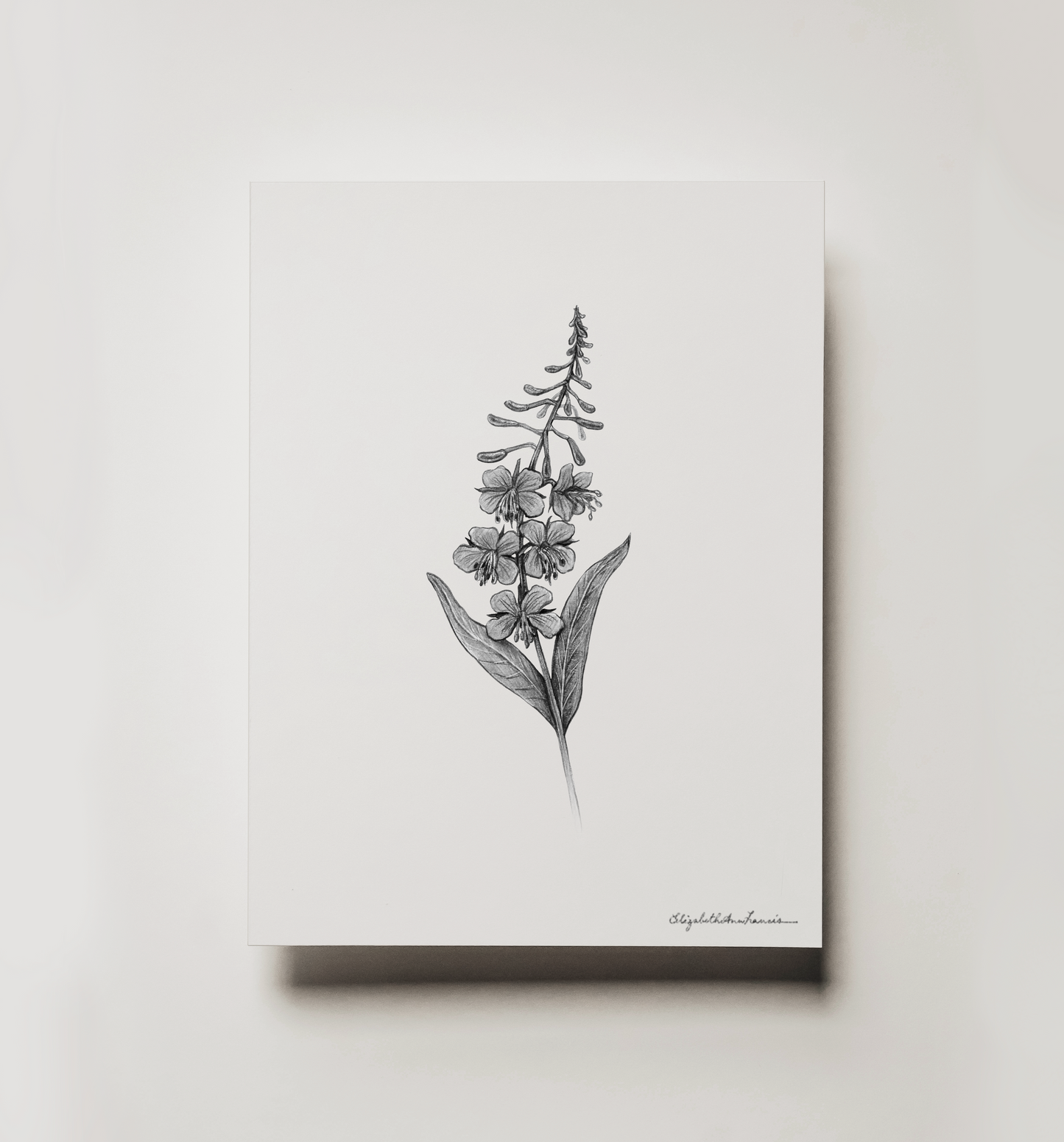 Fireweed | Fine Art Print