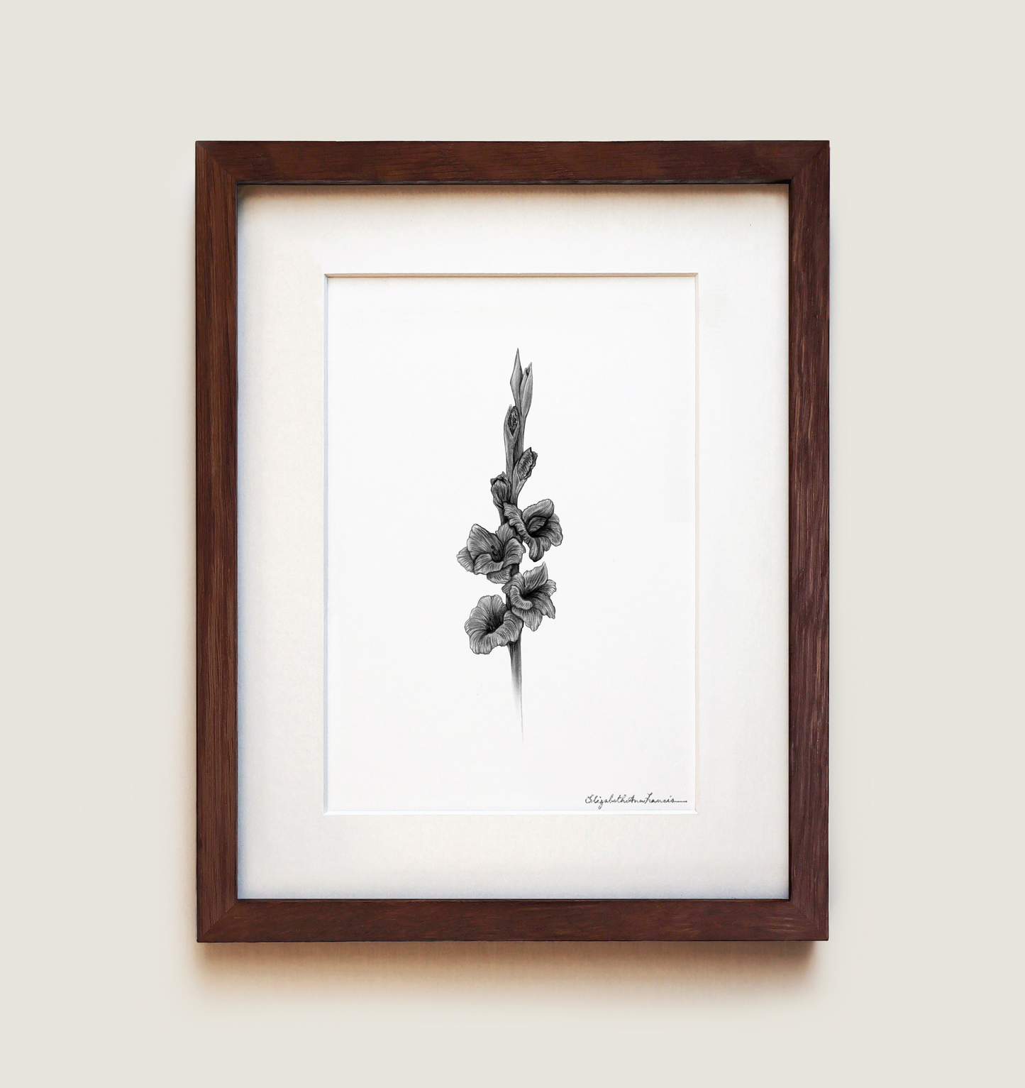 Gladiolus | Fine Art Print