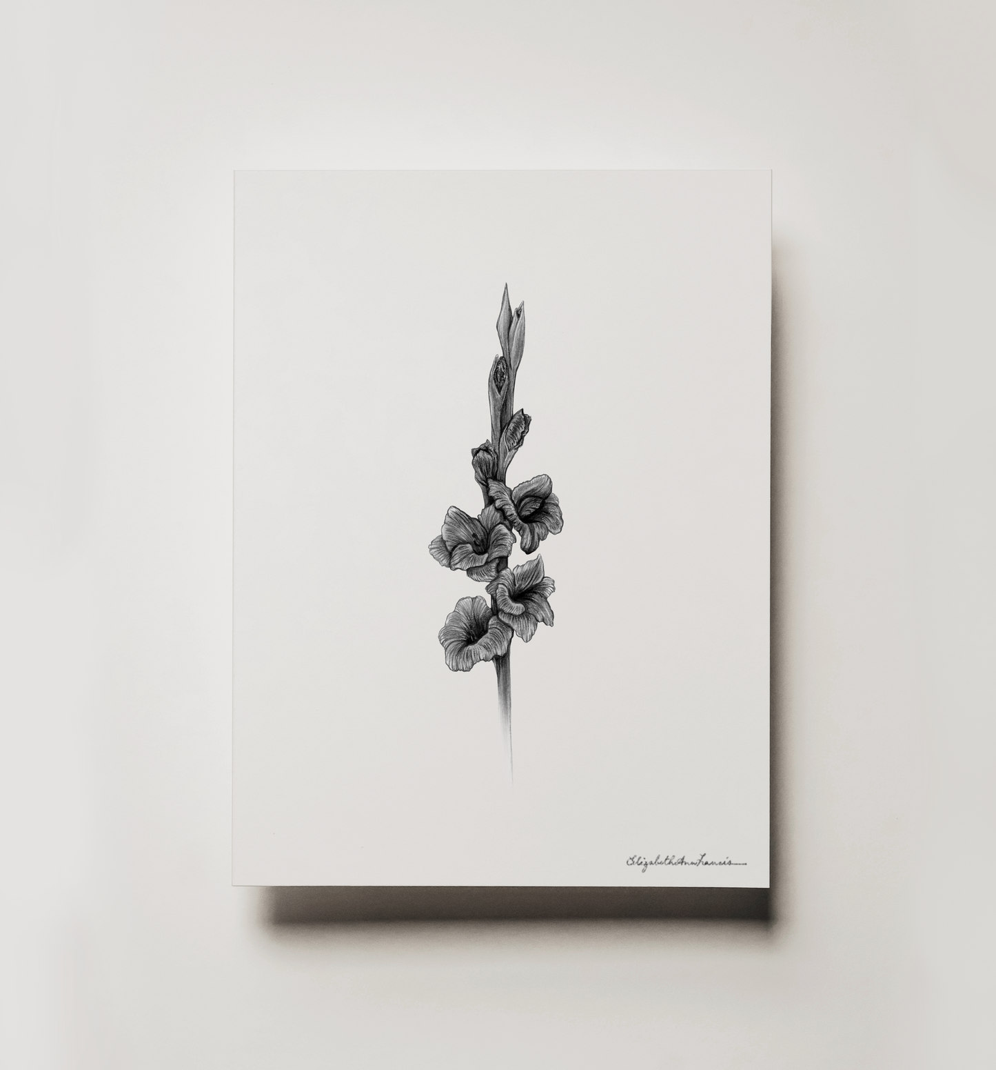 Gladiolus | Fine Art Print
