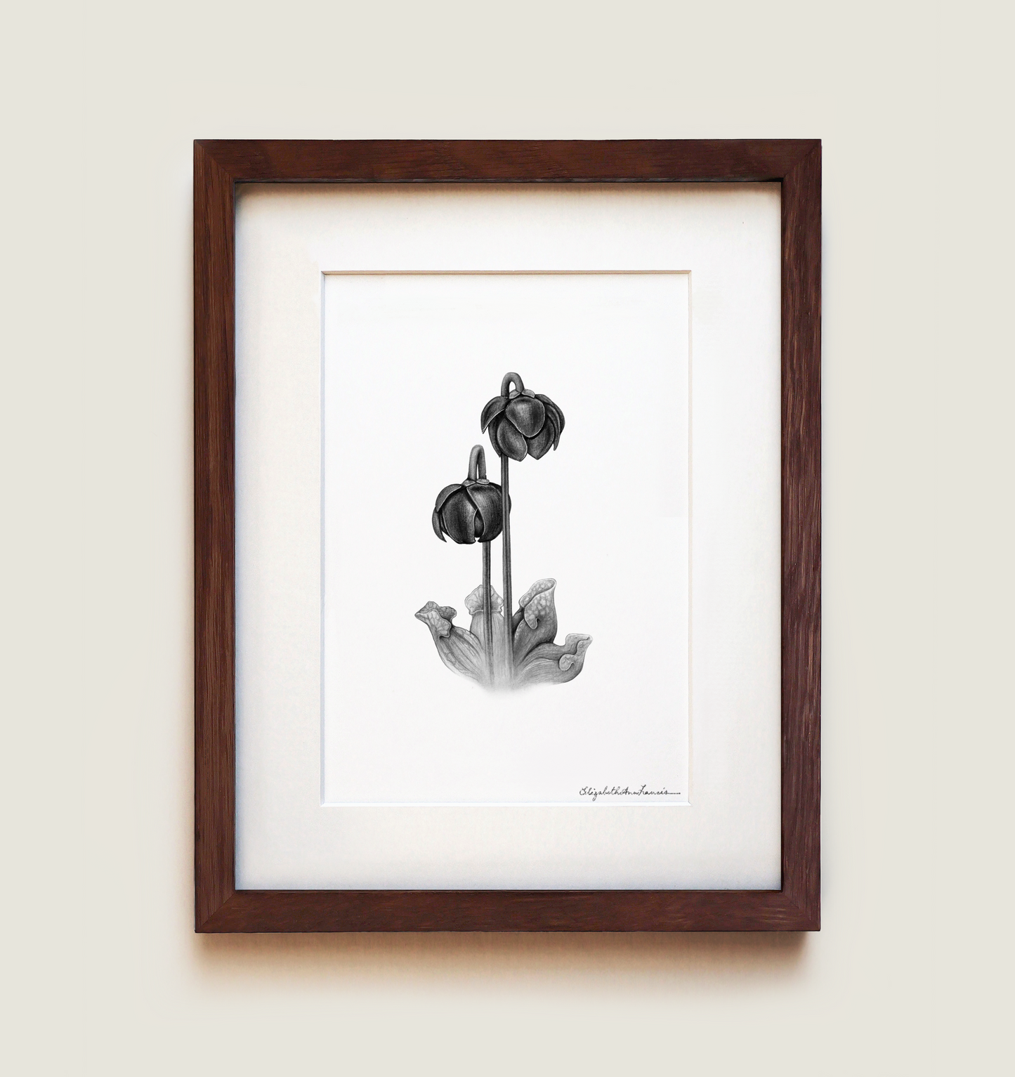Purple Pitcher Plant | Fine Art Print