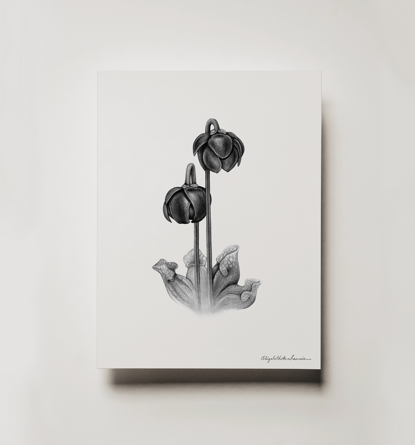 Purple Pitcher Plant | Fine Art Print