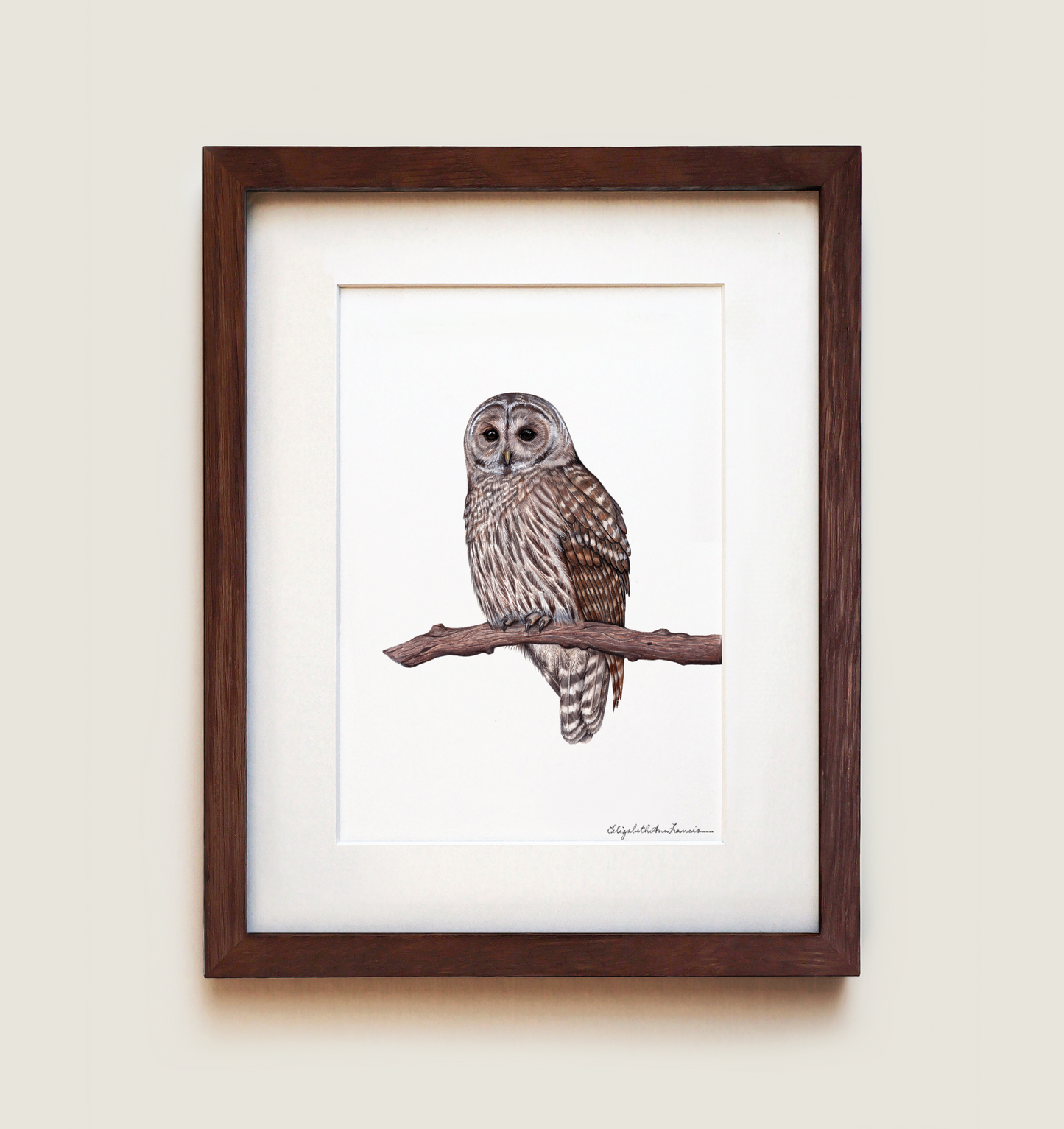 Barred Owl | Framed Art Print
