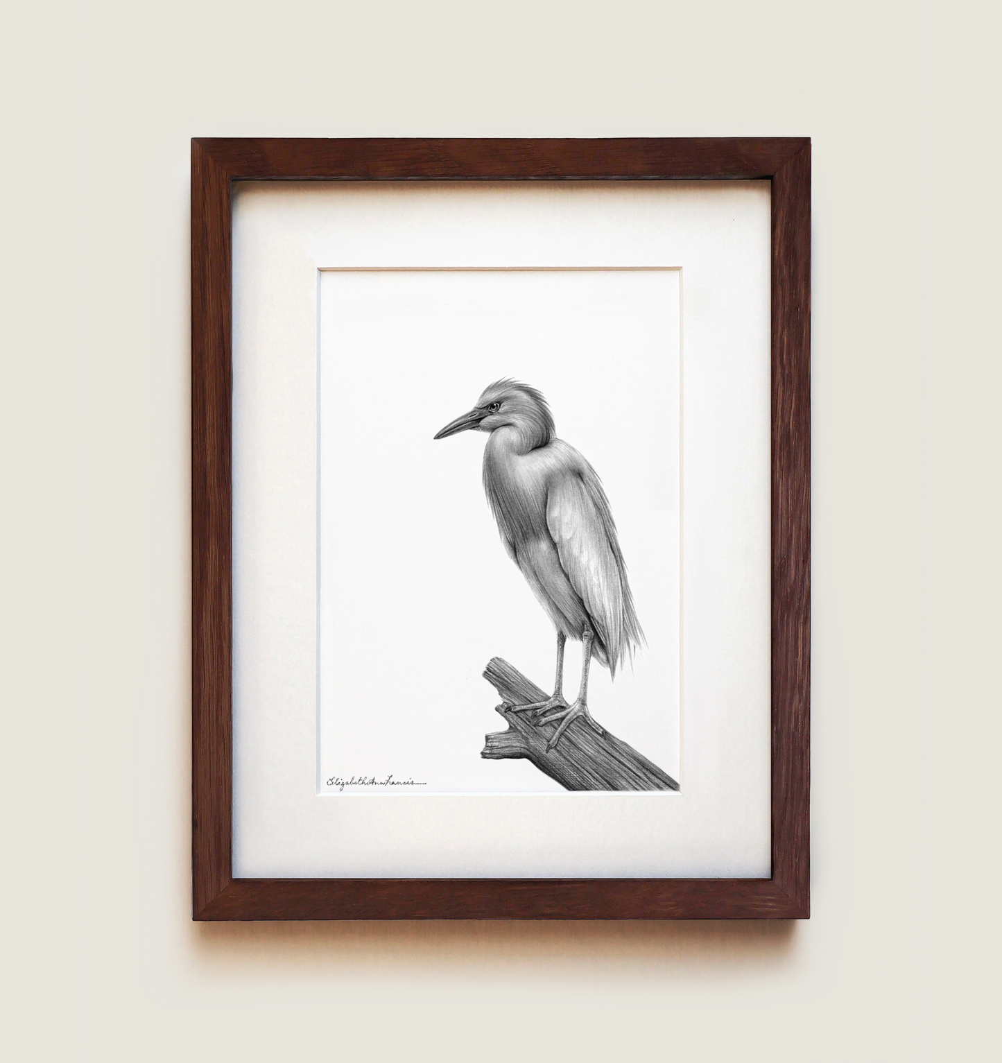 Cattle Egret | Fine Art Print