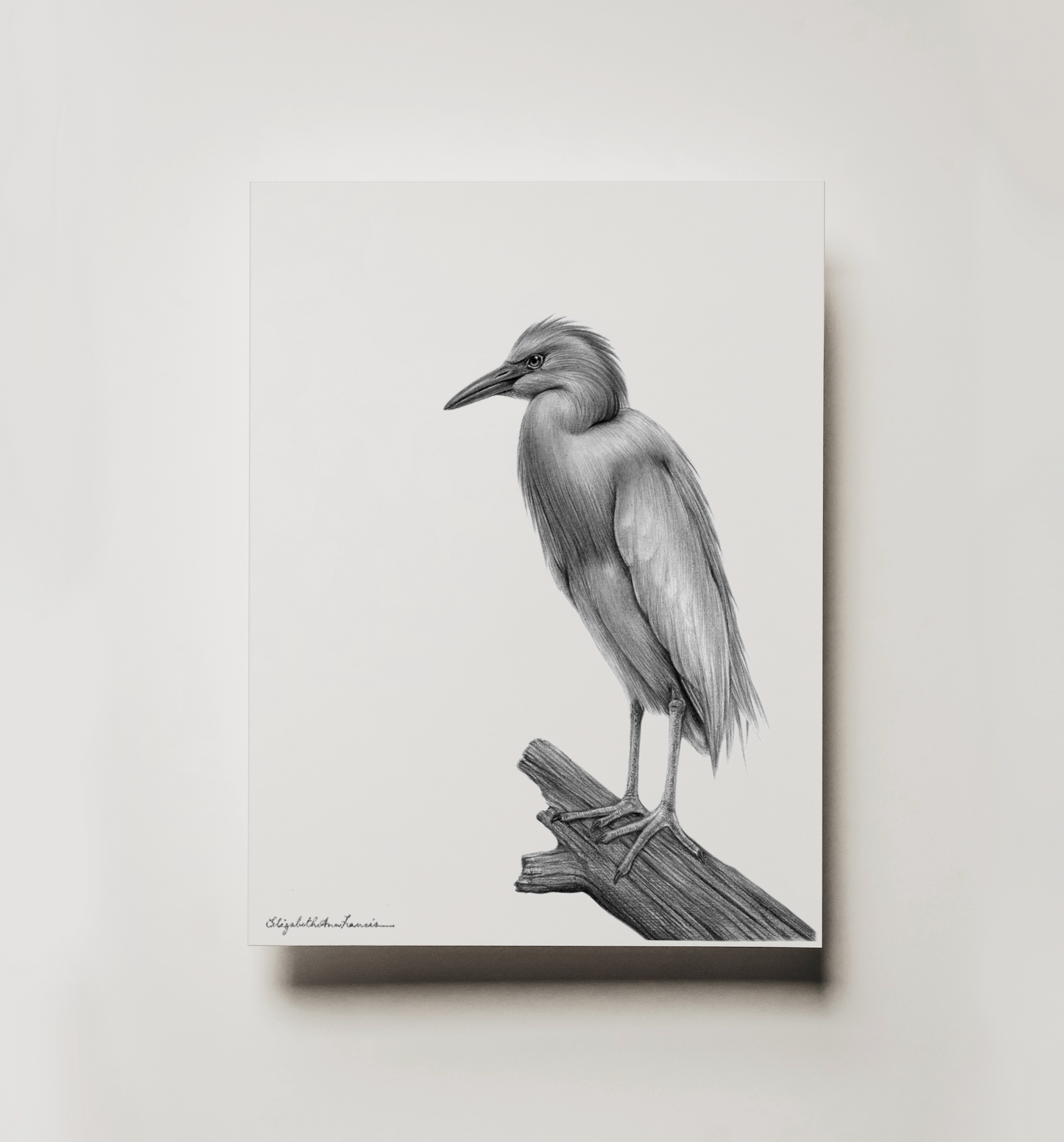 Cattle Egret | Fine Art Print